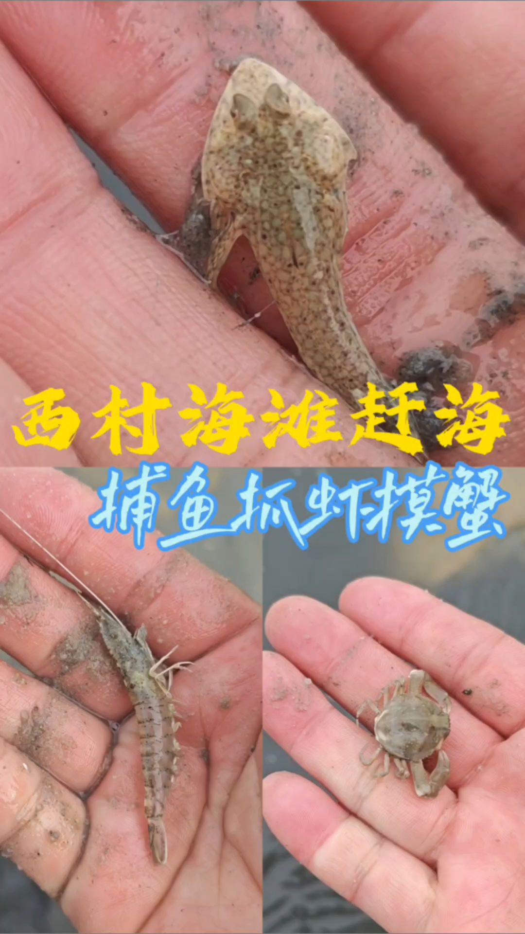 西村赶海，同一天能抓到鱼虾蟹，运气不错哦。#赶海# #户外赶海# #北海赶海# #户外赶海