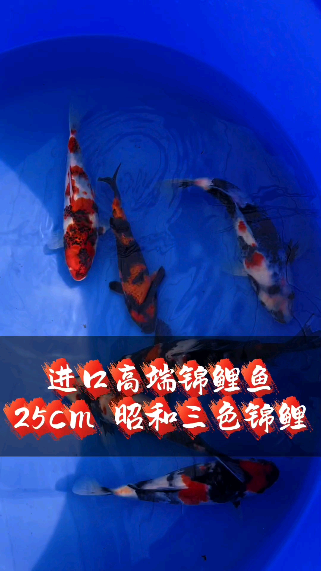 25cm左右 小伊佐#昭和三色#精品锦鲤#伊佐昭和#锦鲤鱼苗