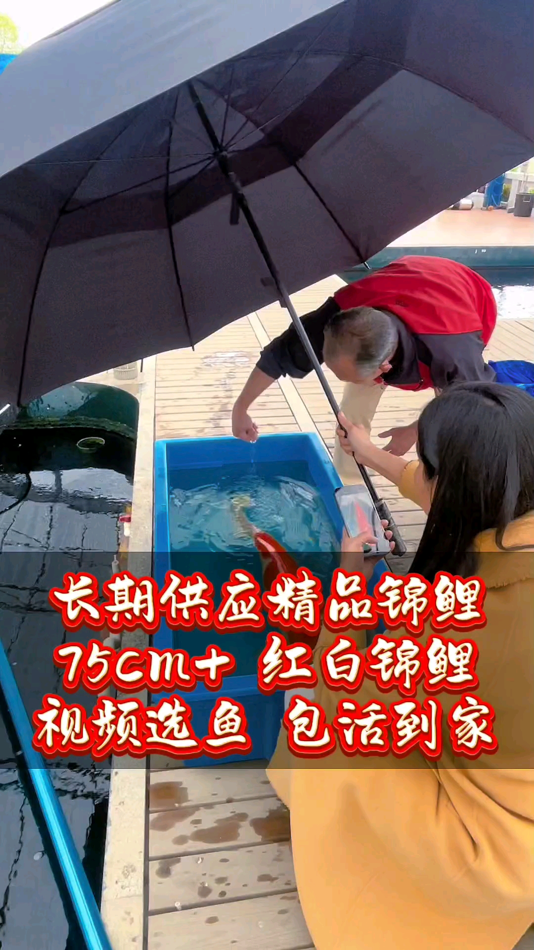 外省朋友视频选鱼中#红白锦鲤#进口锦鲤#精品锦鲤#招财鱼