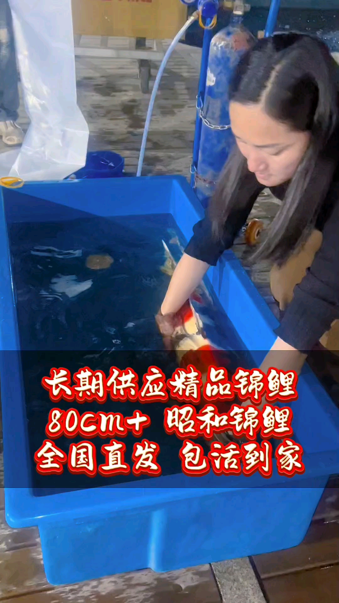 好鱼不等人哟[偷笑]#精品锦鲤#昭和锦鲤#昭和三色#昭和三色
