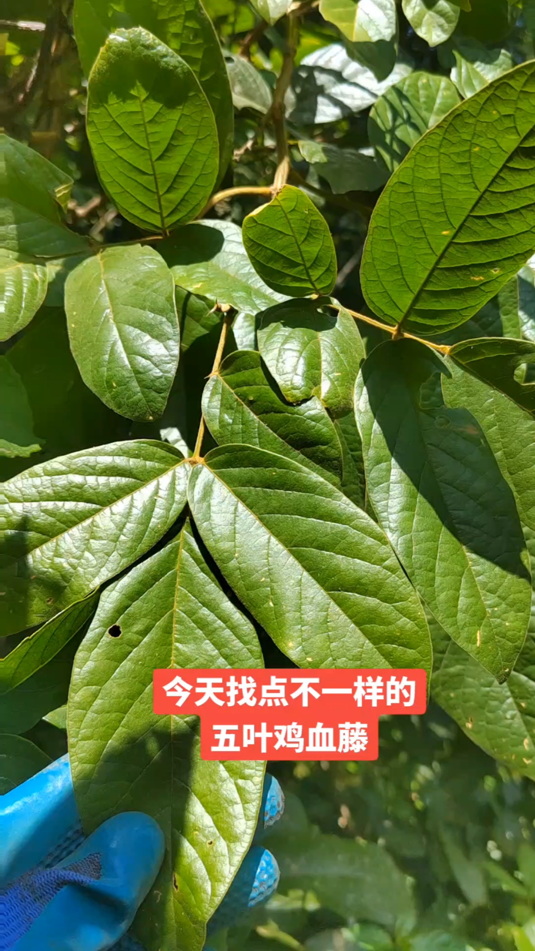 五叶鸡血藤,也叫山鸡血藤,大家可否认识