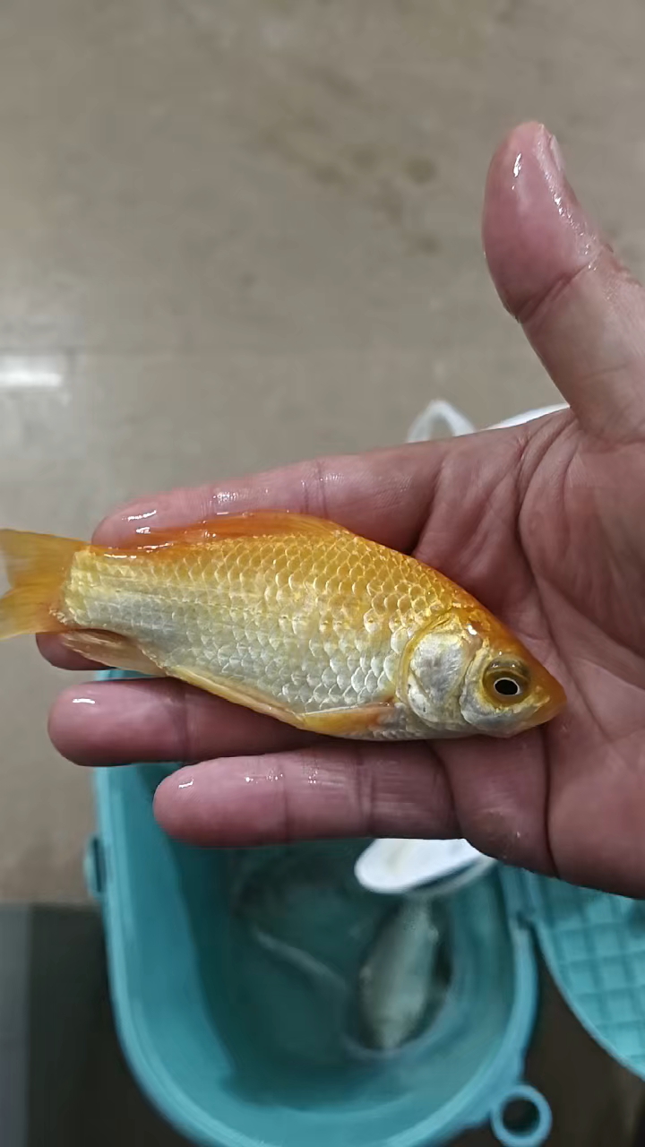 江中纯野生金黄金黄色的鲫鱼,家人们,喜欢吗?