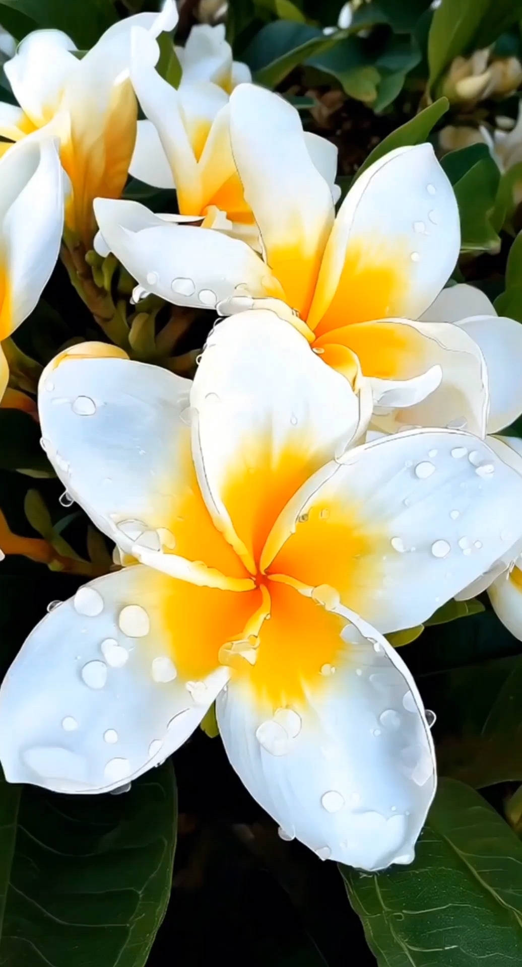 美丽的鸡蛋花