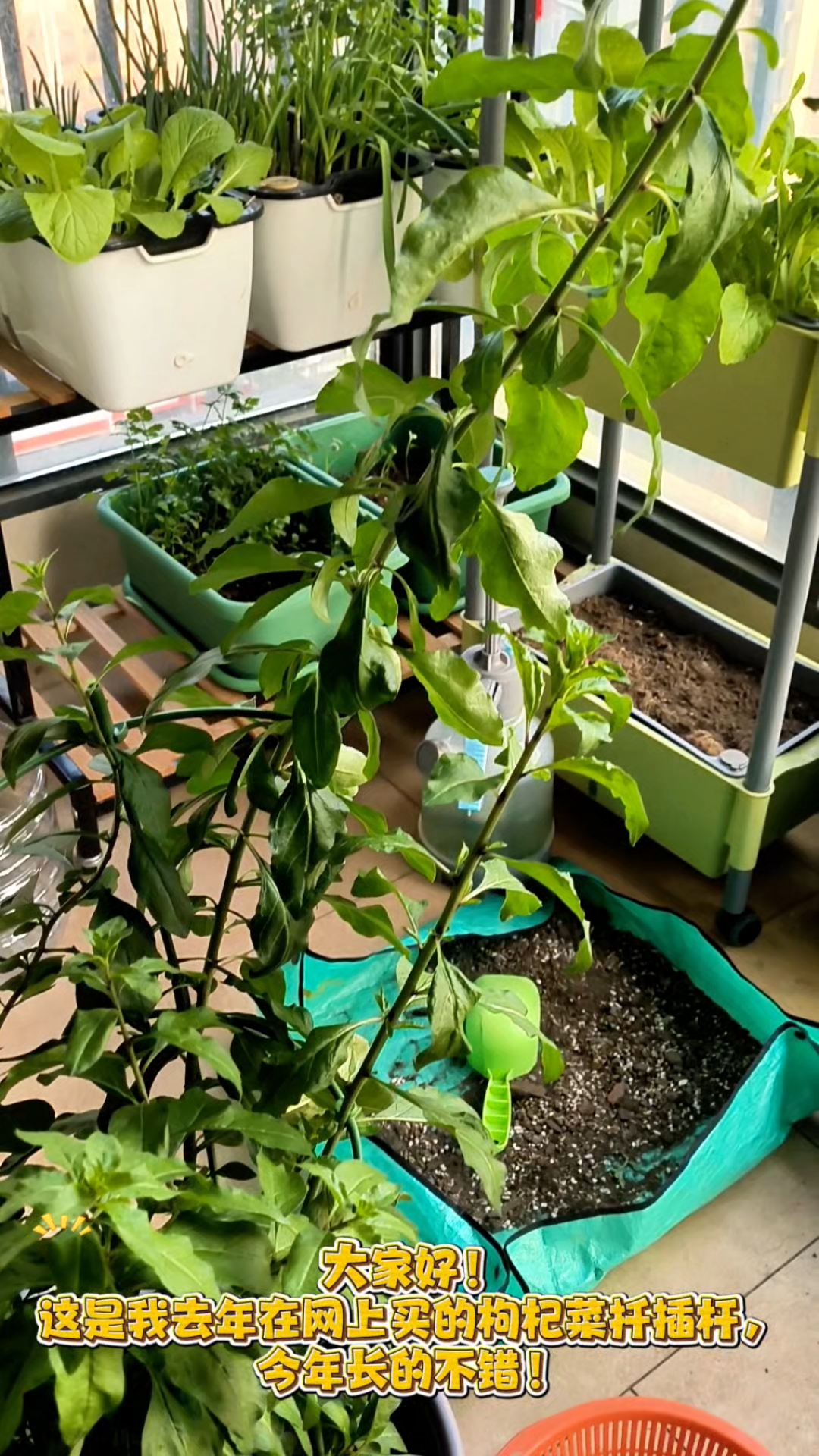 枸杞菜是个宝，养生少不了！