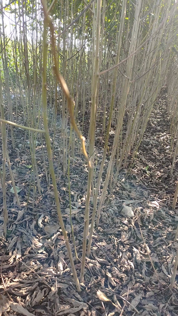 黑枣树苗，，，，