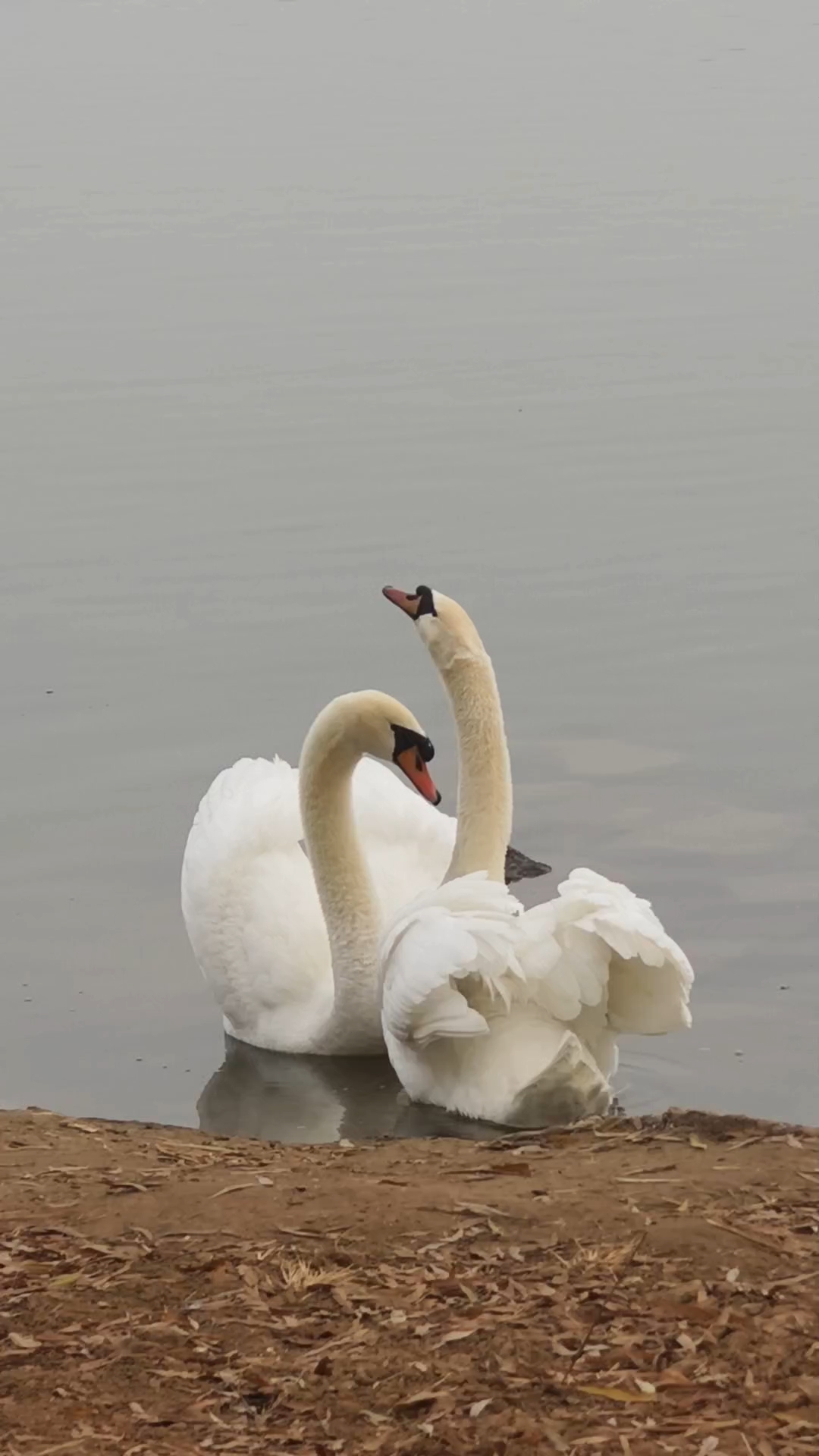 看天鹅情侣比心秀恩爱,情意绵绵诉钟情,演绎自然界的浪漫!