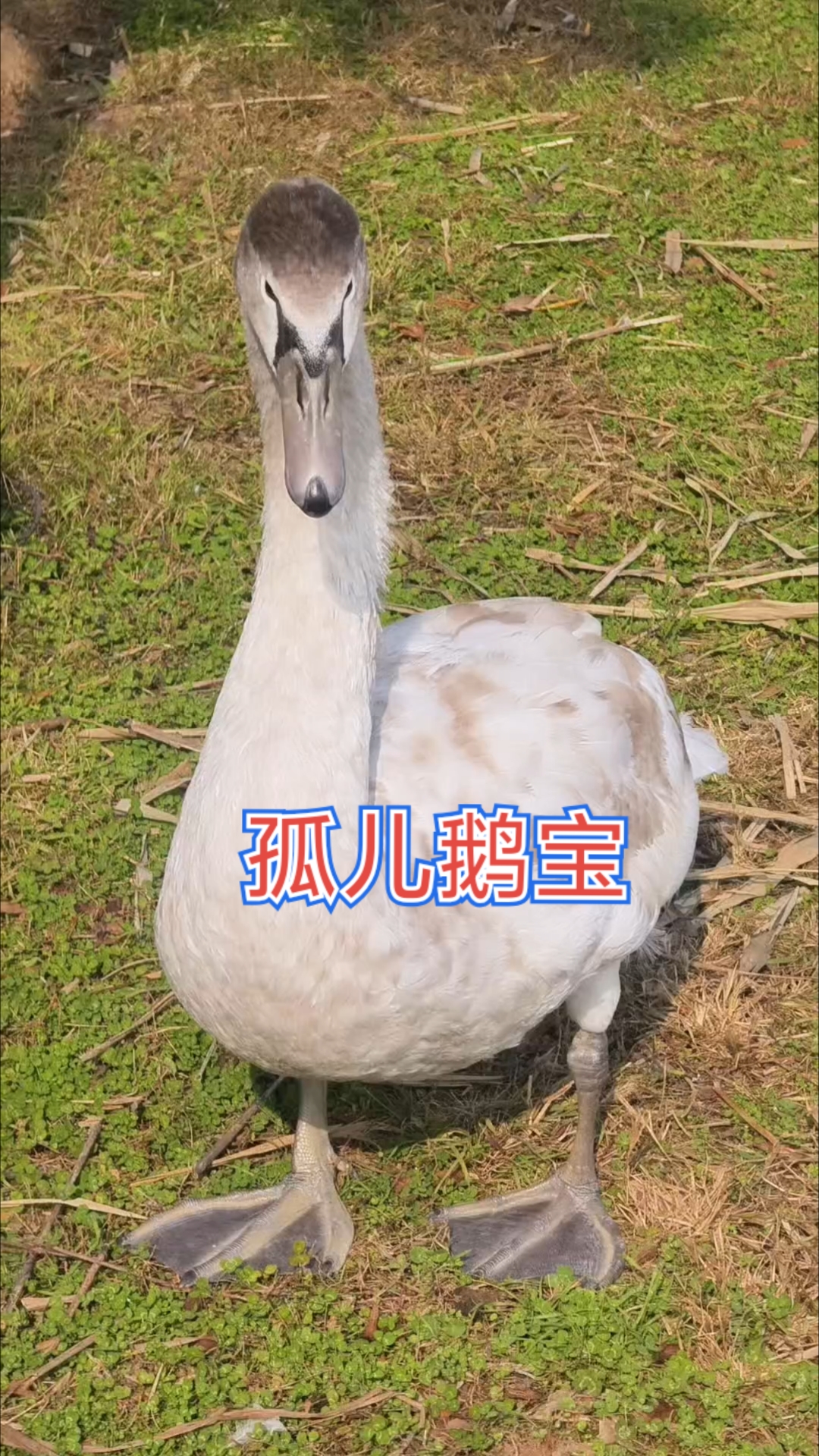 北龙湖被天鹅父母遗弃的鹅宝顽强的独立长大了#天鹅#野生动物