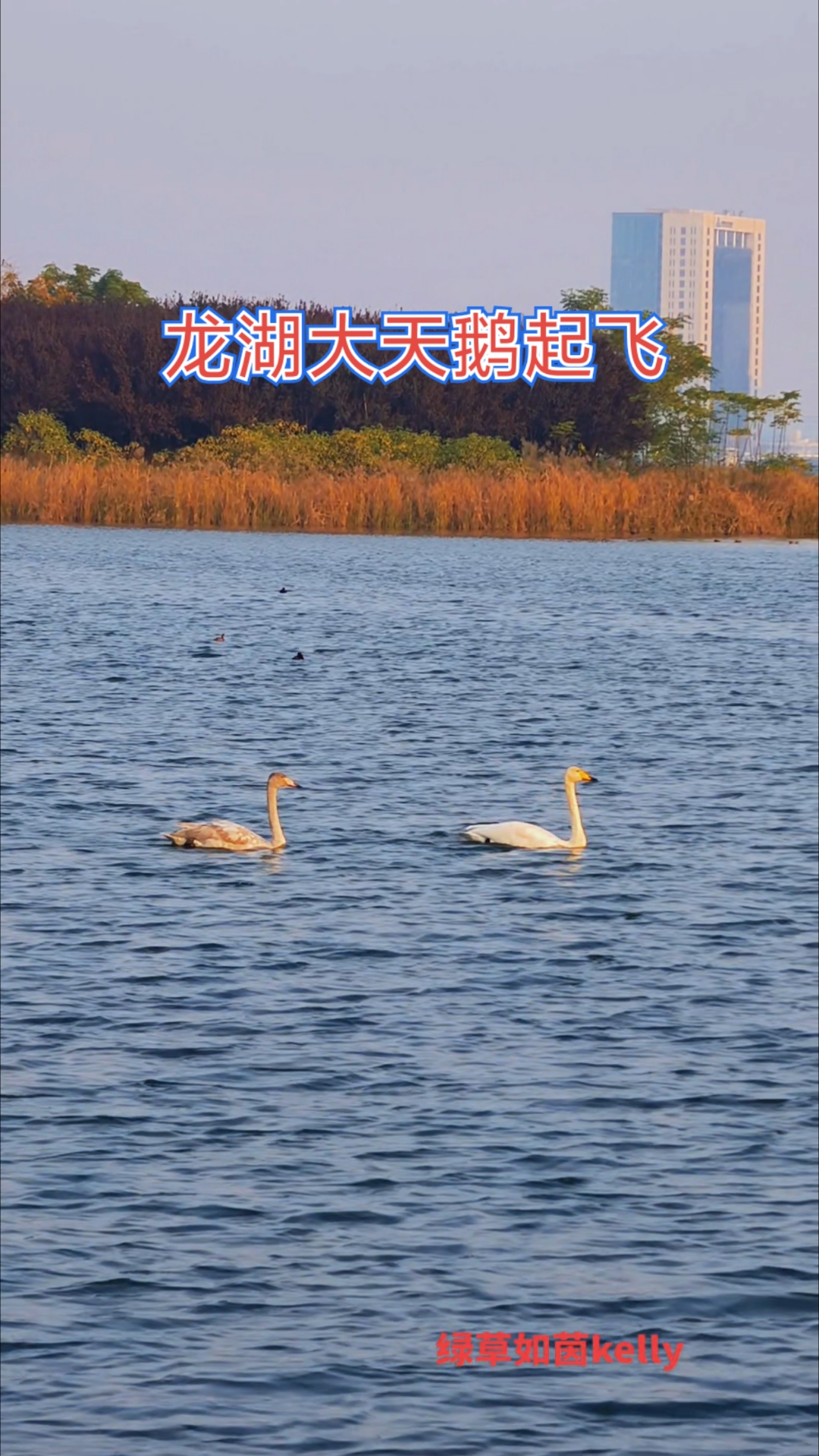 来郑州北龙湖作客的大天鹅母子起飞