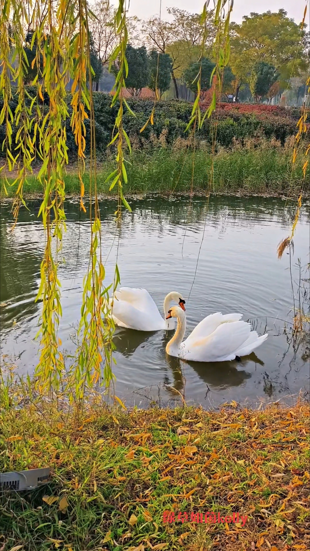 北龙湖一对对天鹅情侣在龙头水域的河道里觅食，碰面比厉害比威武