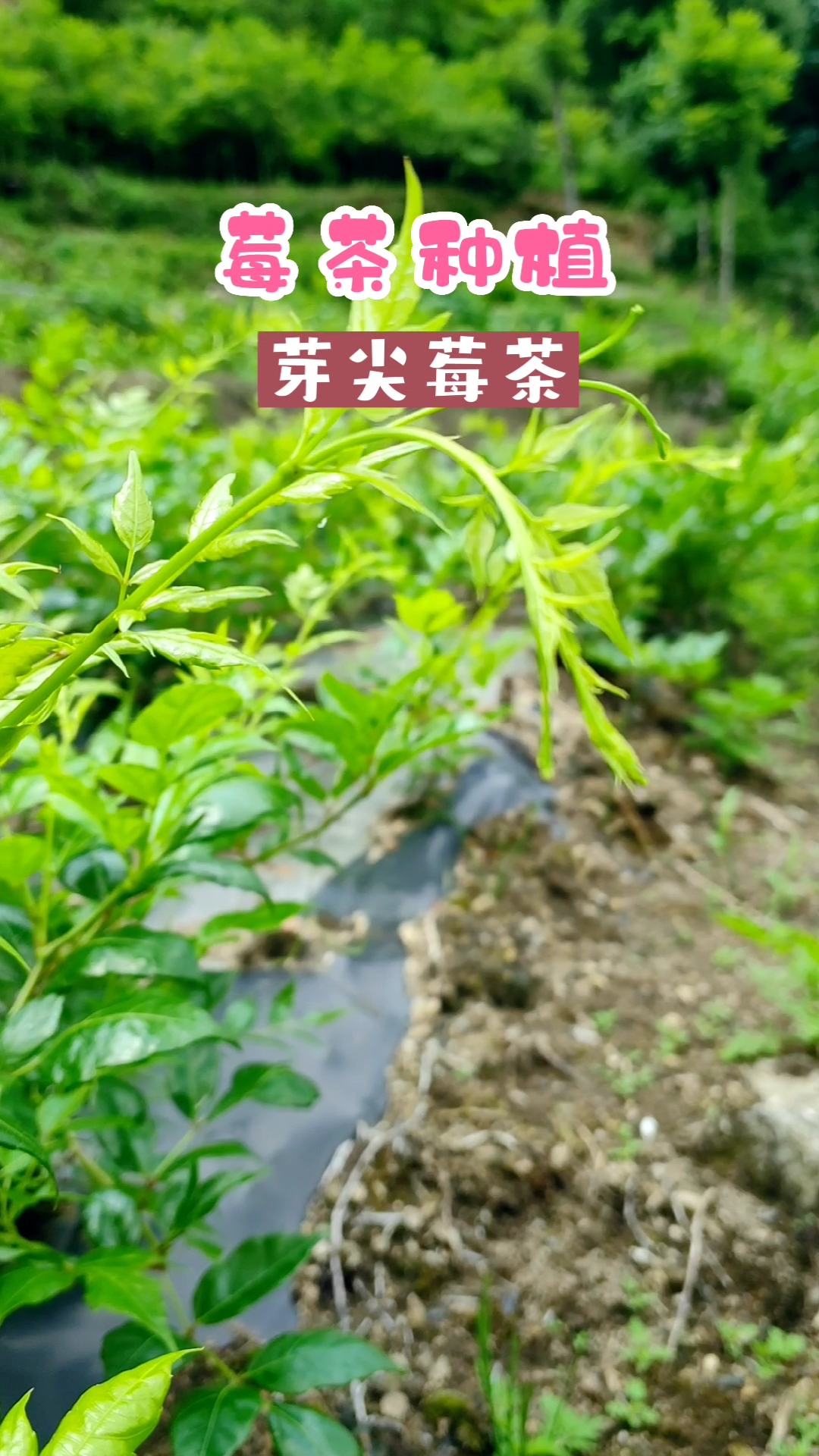 湘西土家莓茶是怎么制成的