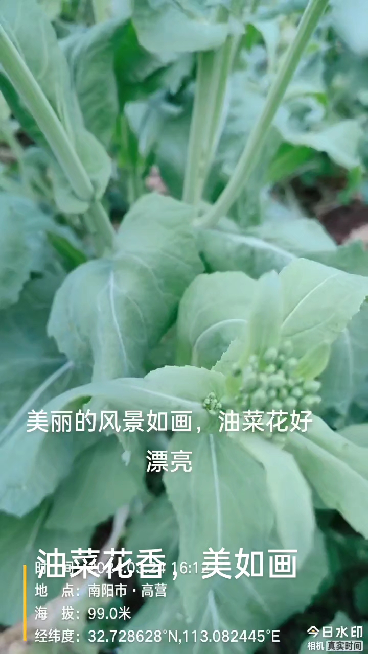 美丽的油菜花香