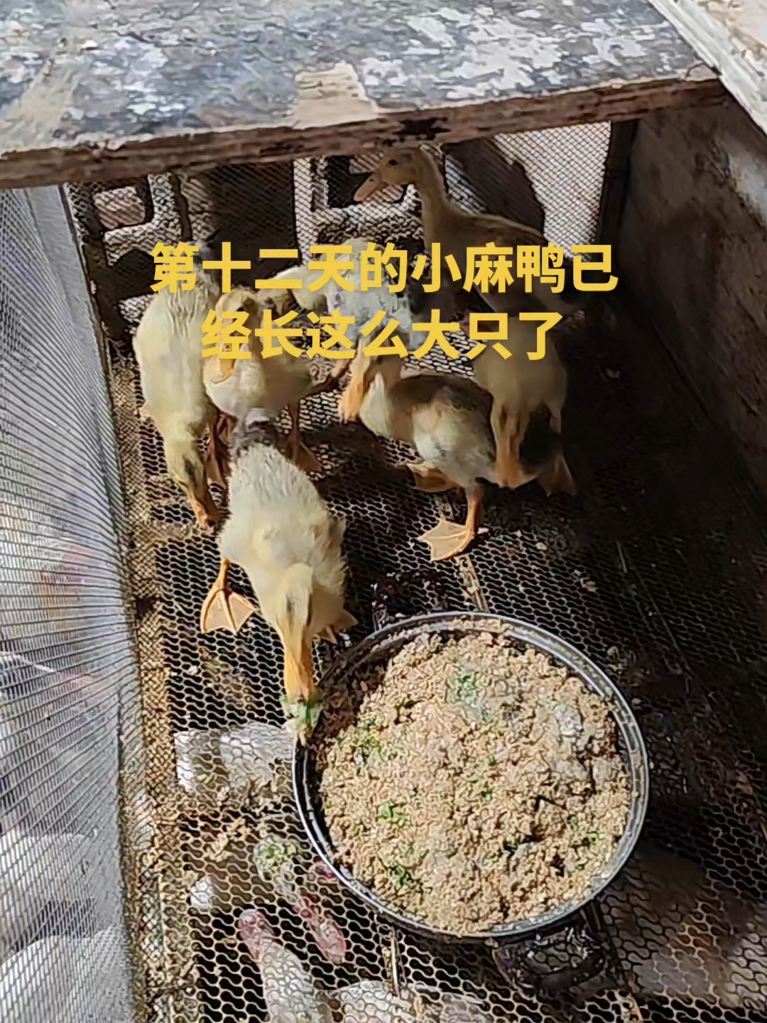 第12天的小麻鸭,已经长这么大只了