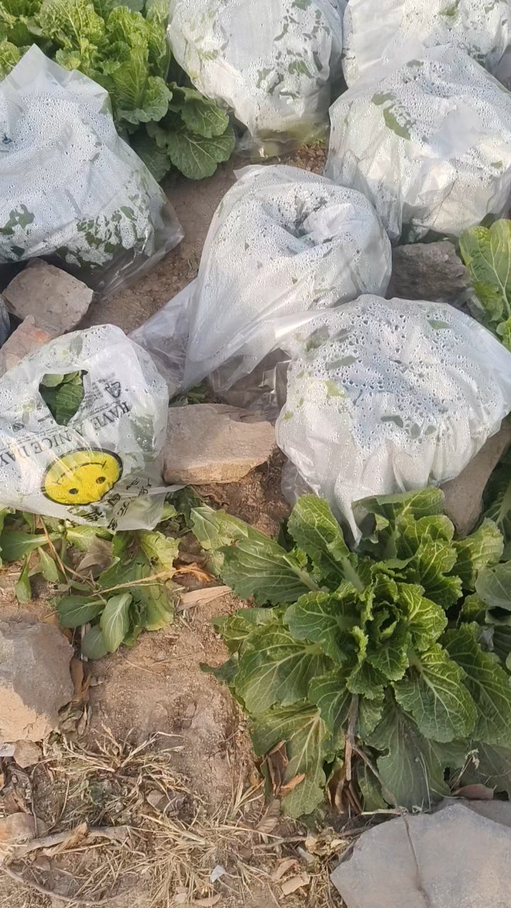 冬天白菜防冻小妙招，塑料袋管用吗？