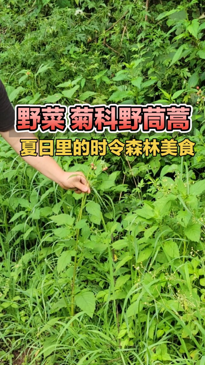 红军菜：野蓬蒿的美味传奇