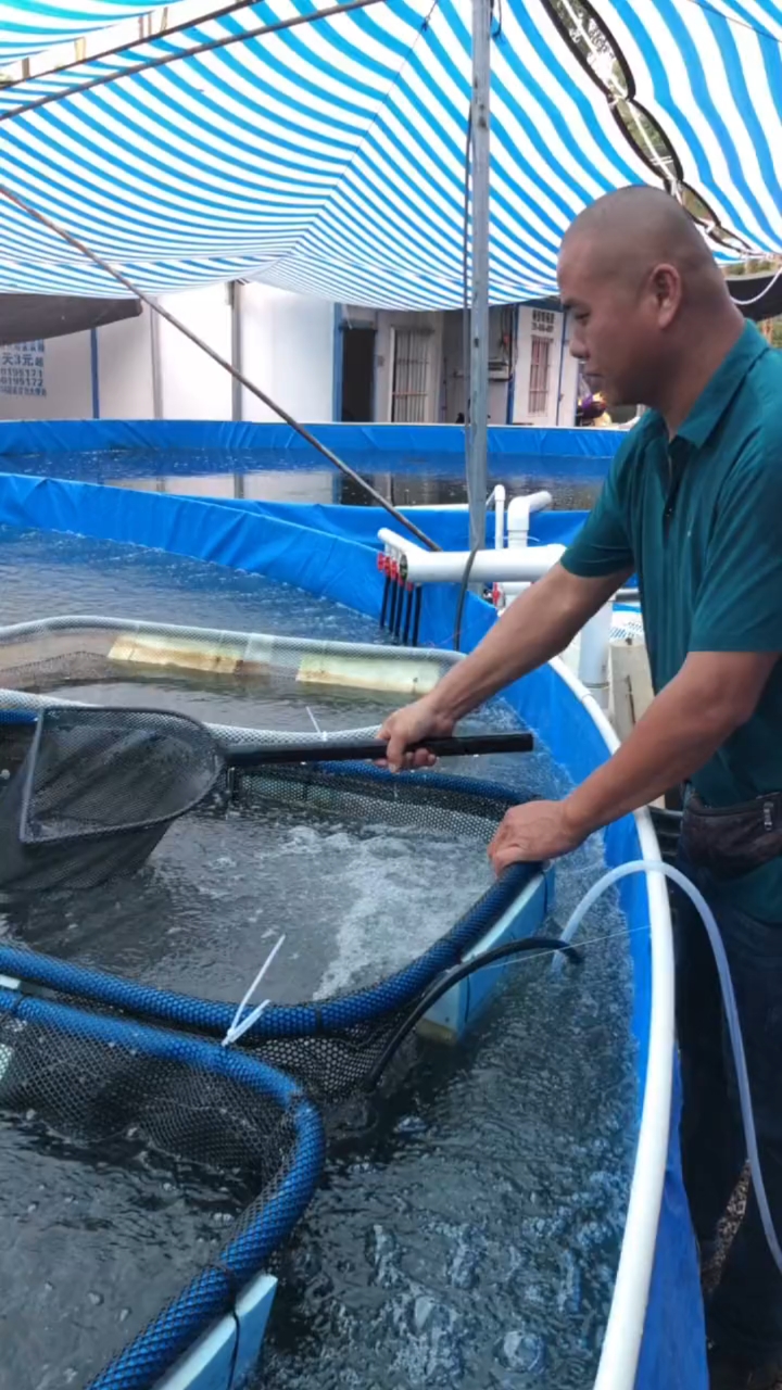 加州鲈鱼水产养殖鱼池