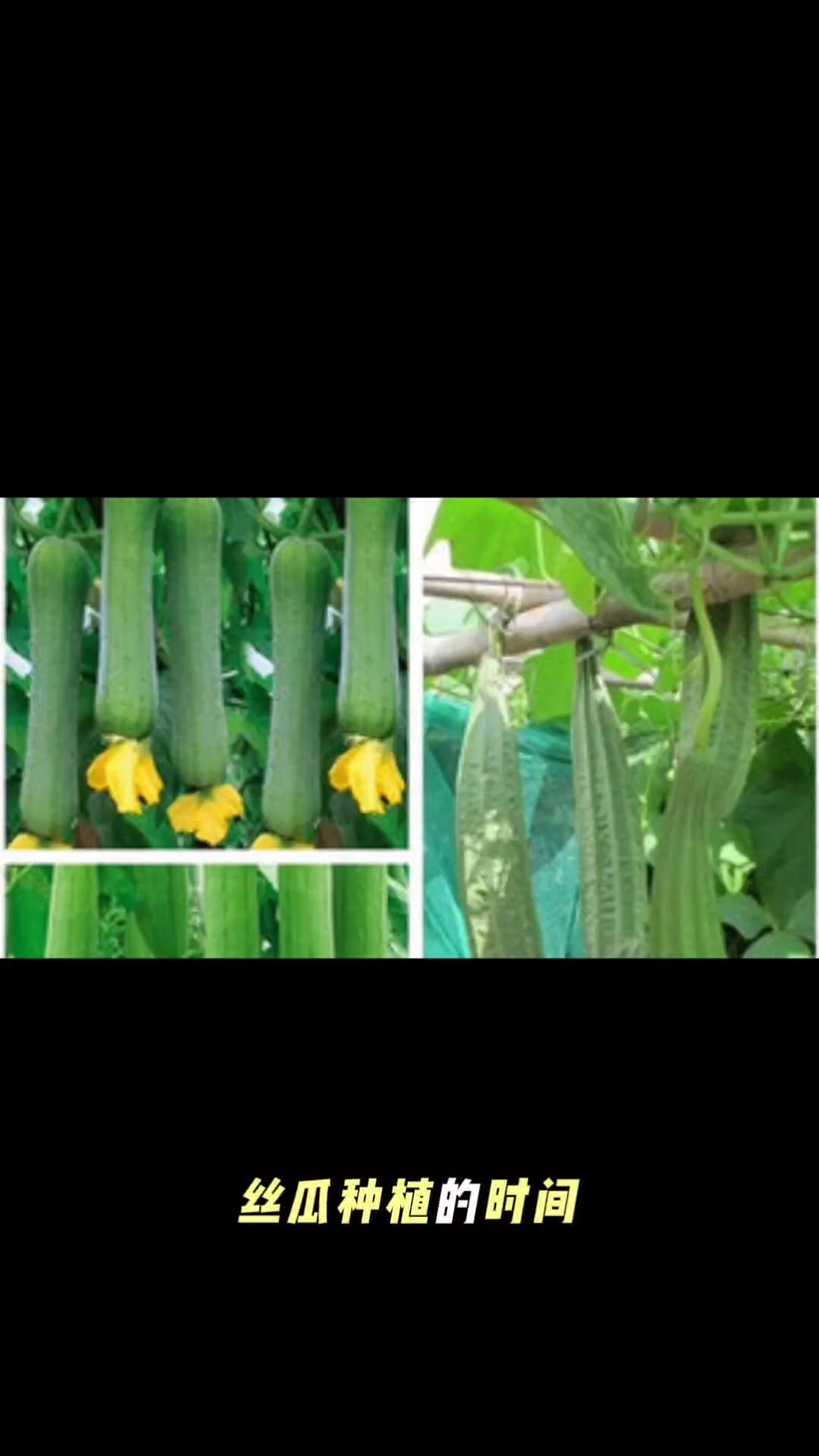 丝瓜什么时候种植
