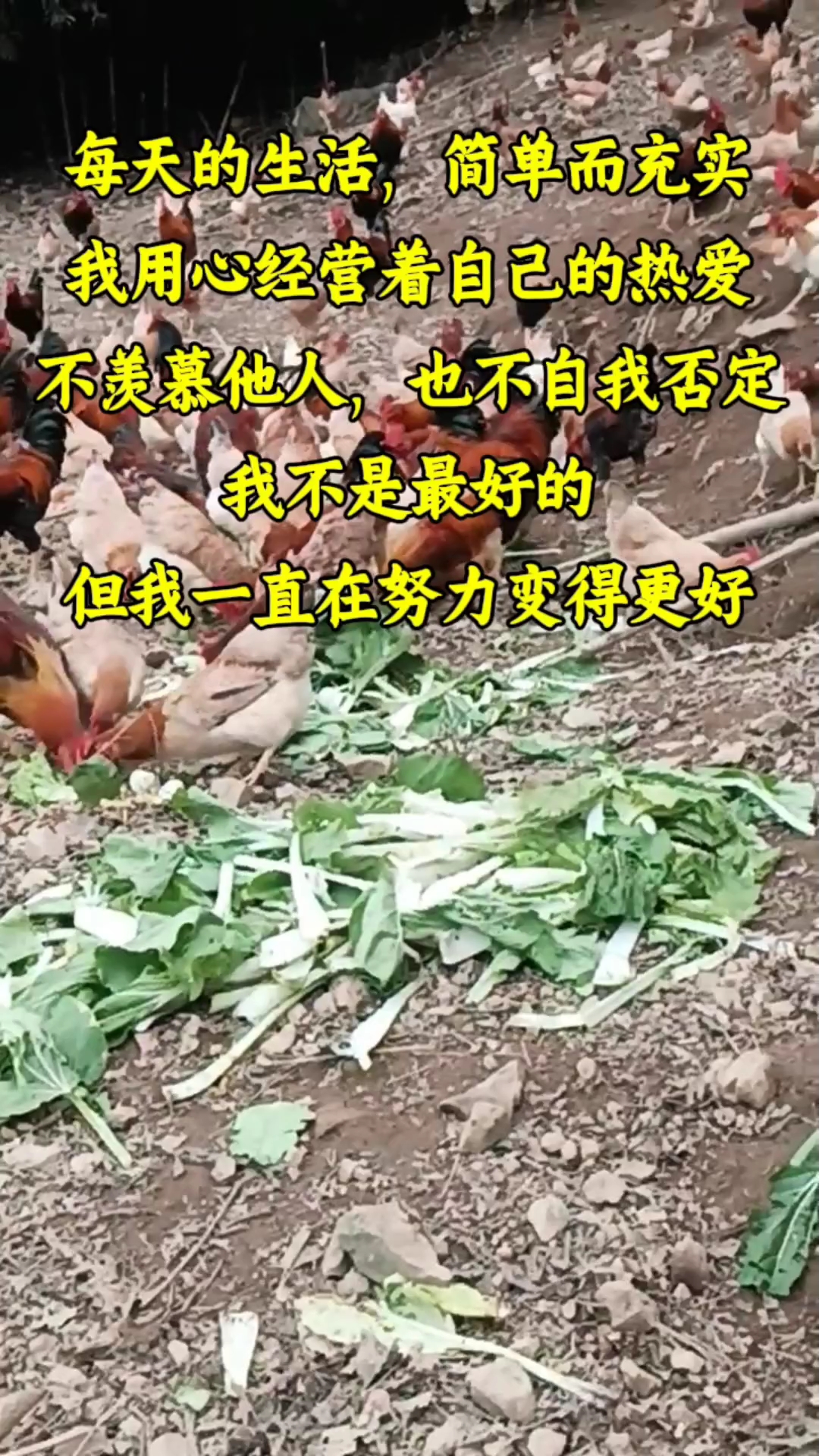 杭州市临安河桥镇中鑫村,驿吱鸟土菜馆的跑山鸡#农村生态跑山鸡