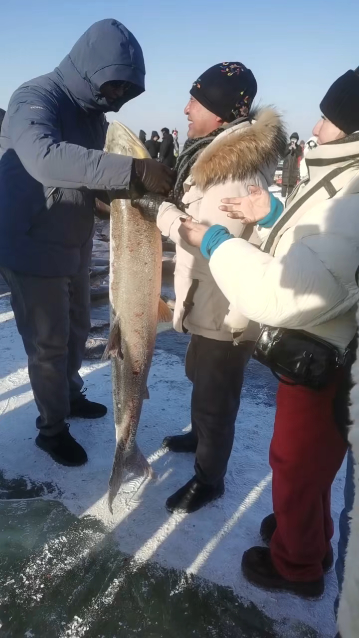 查干湖北湖品种鱼 鱤鱼