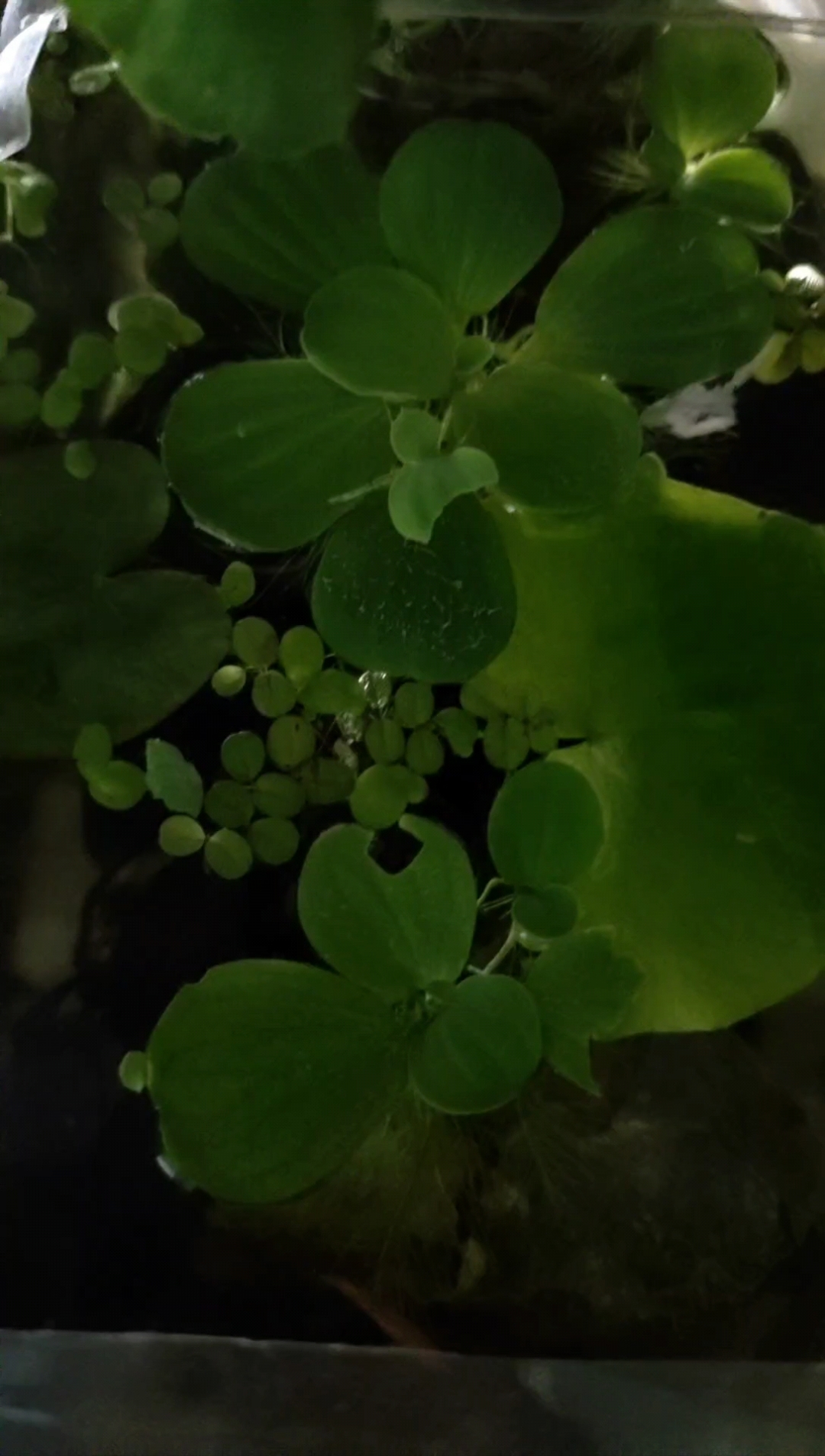 可爱的七彩斑马鱼
