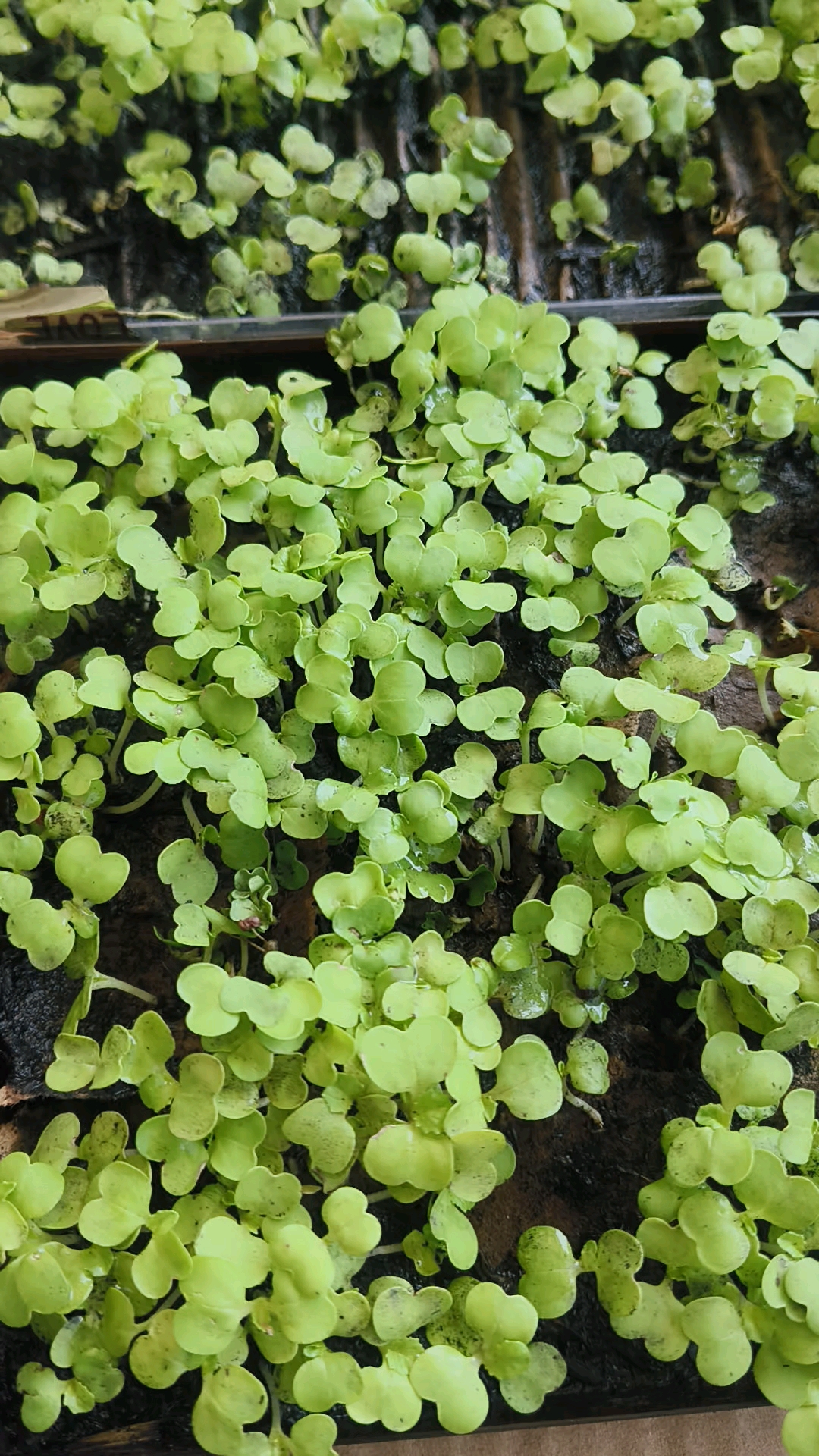 小白菜的成长日记!