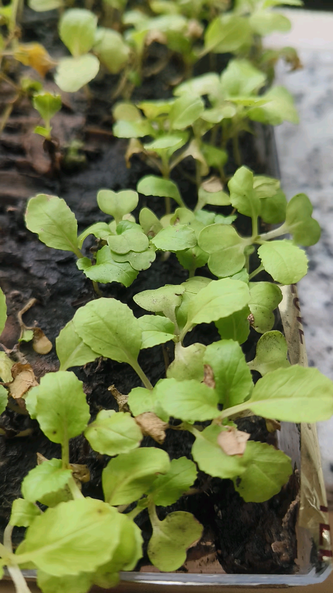 小白菜的成长日记!