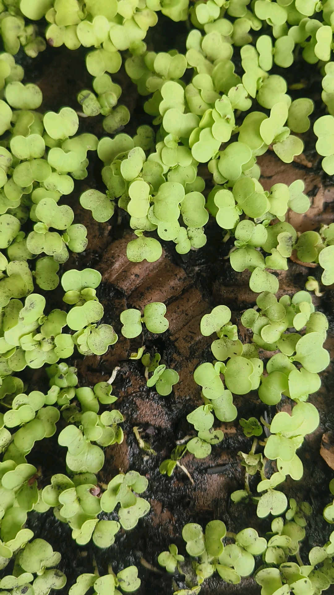 小白菜的成长日记!