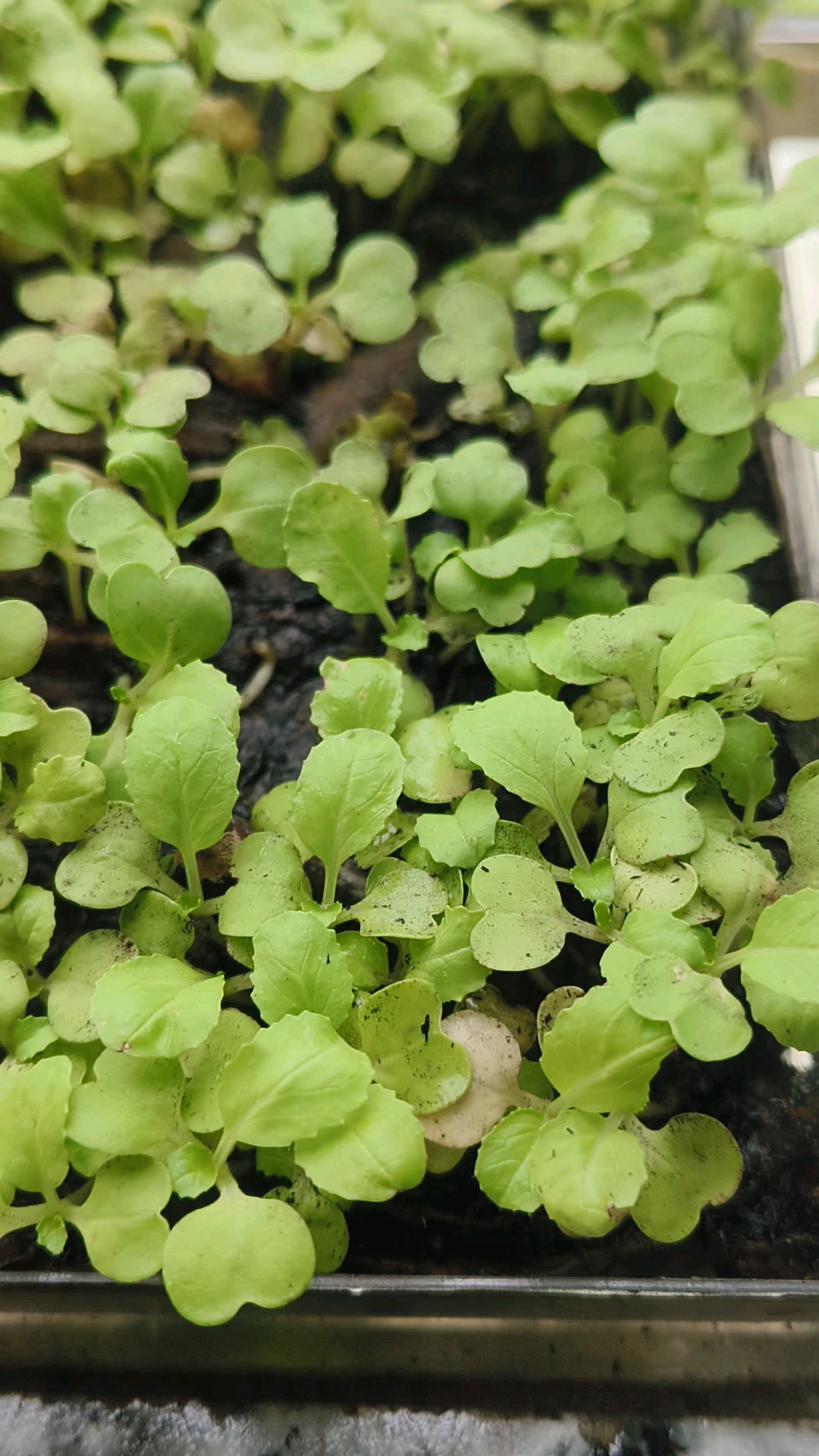 小白菜的成长日记!