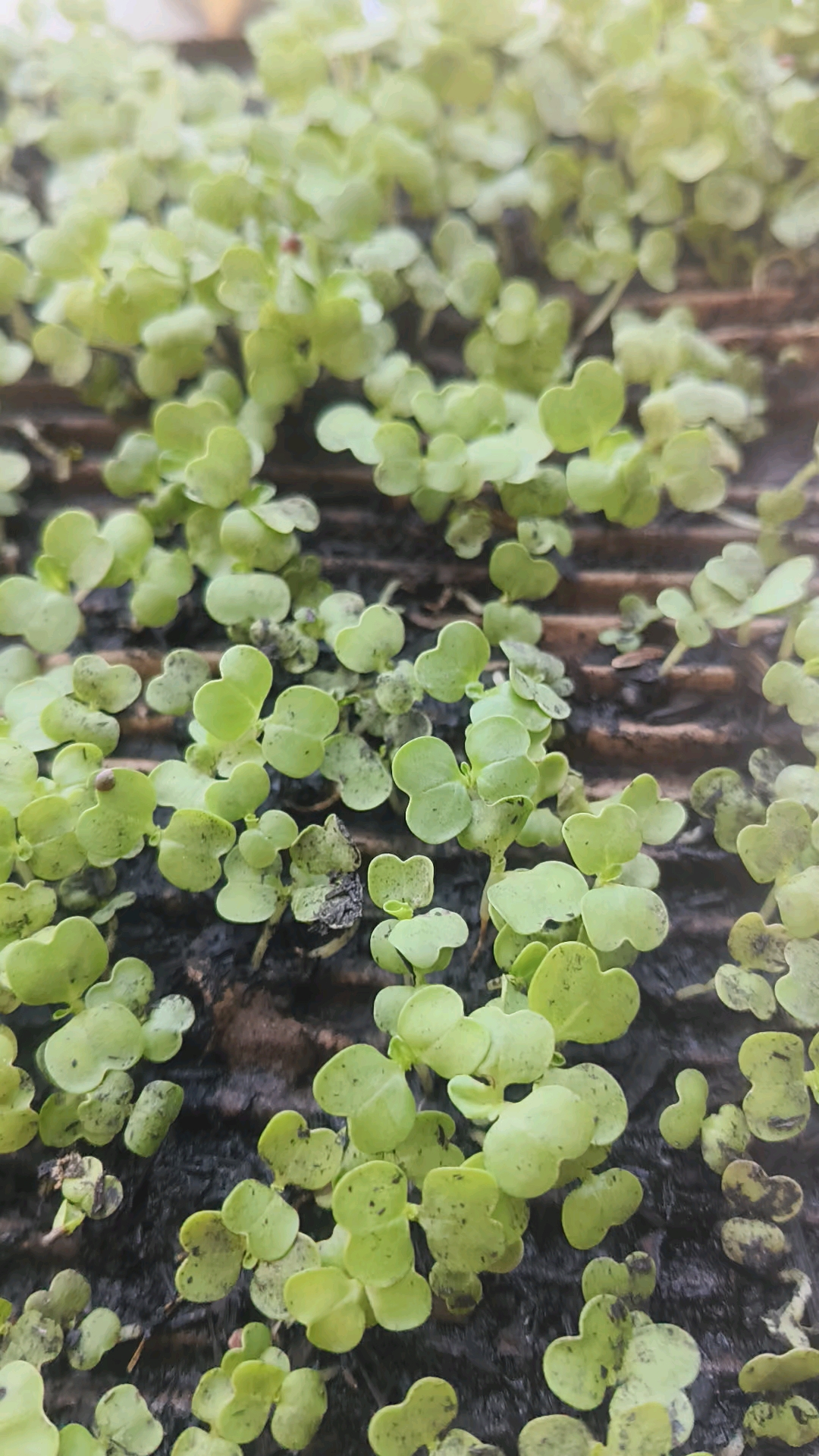小白菜的成长日记!