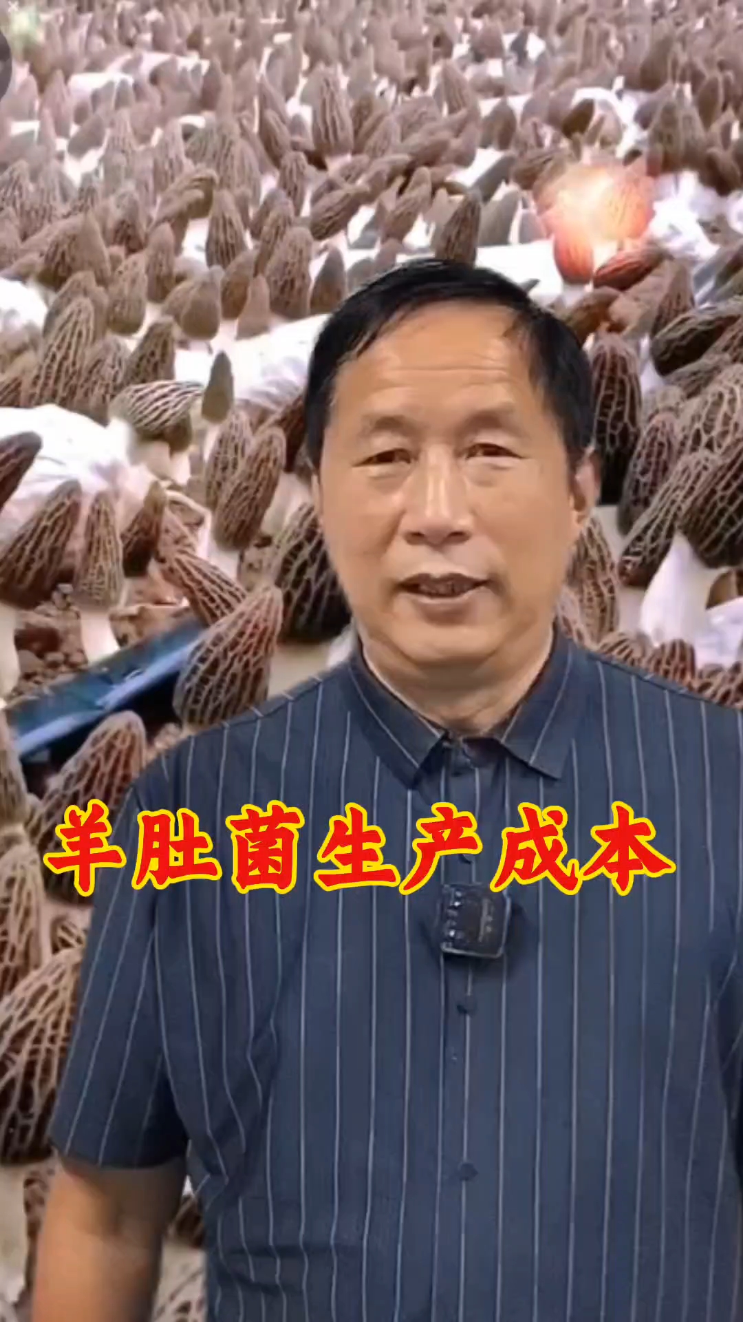 羊肚菌种植新技术