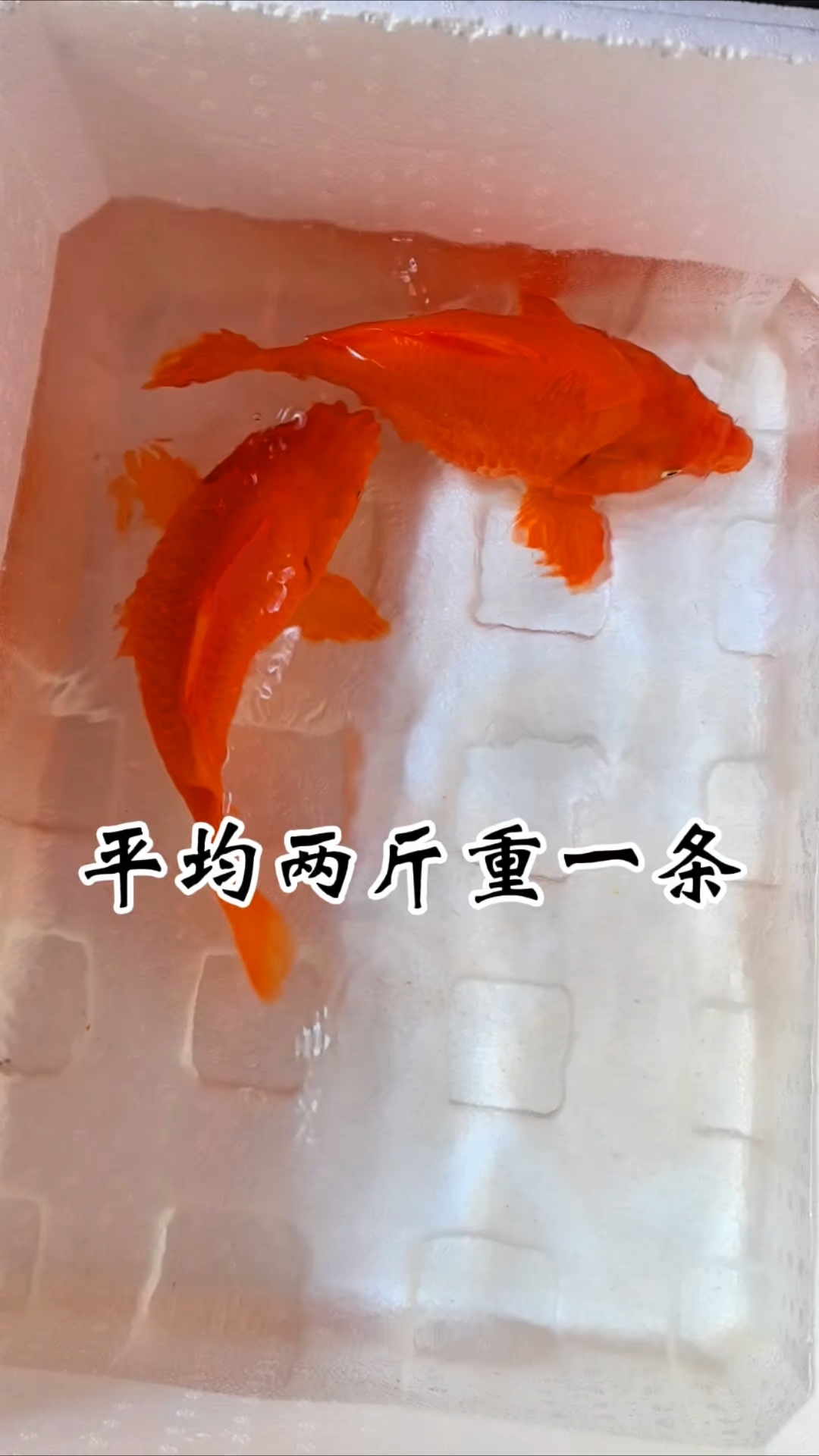 婺源荷包红鲤鱼因头小尾短,背高腹圆,通体呈红,形似荷包而得名