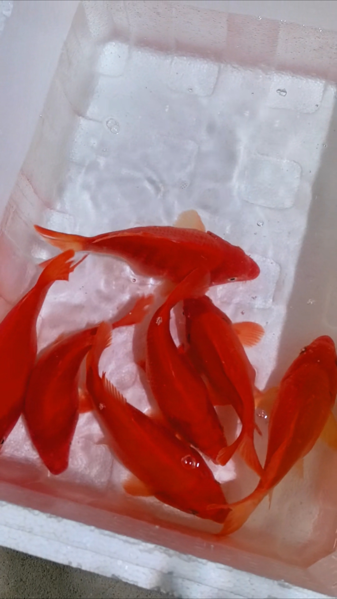 江西婺源特产荷包红鲤鱼,原产地发货#婺源荷包红鲤鱼##中国锦鲤#