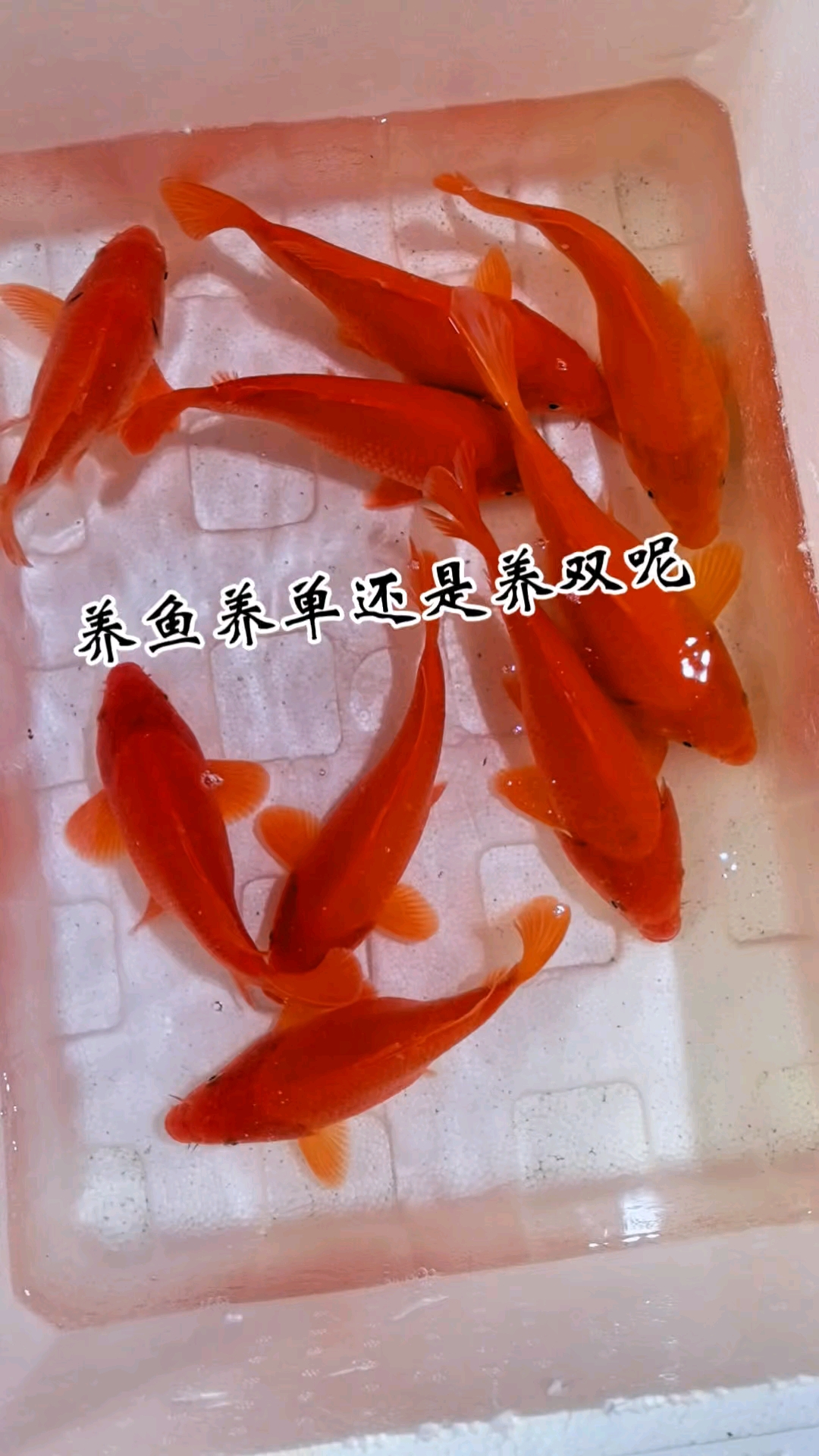 鱼友们 你们养鱼是养单还是养双呢#婺源荷包红鲤鱼# #荷包鲤# #中国锦鲤# #江西荷包鲤