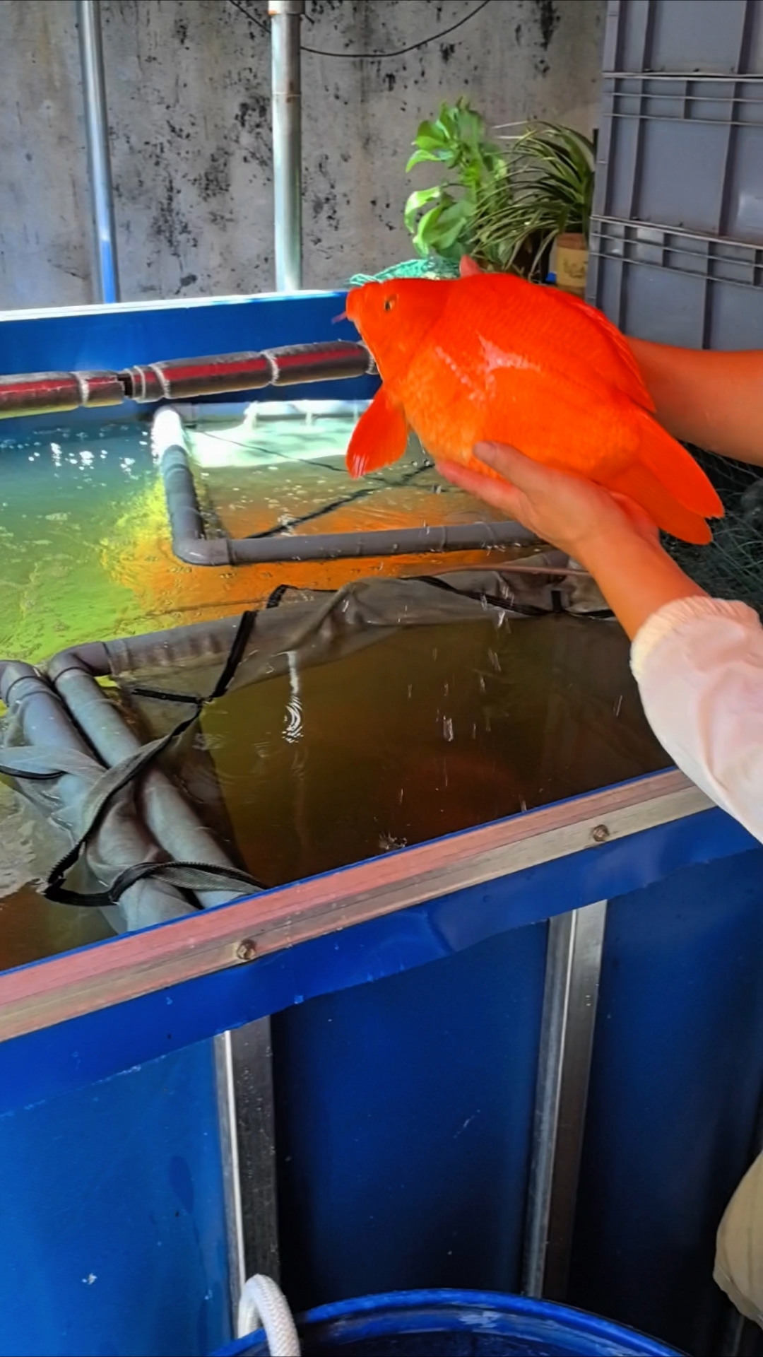 江西荷包鲤专场#荷包鲤#元宝鲤#江西荷包鲤#婺源荷包红鲤鱼