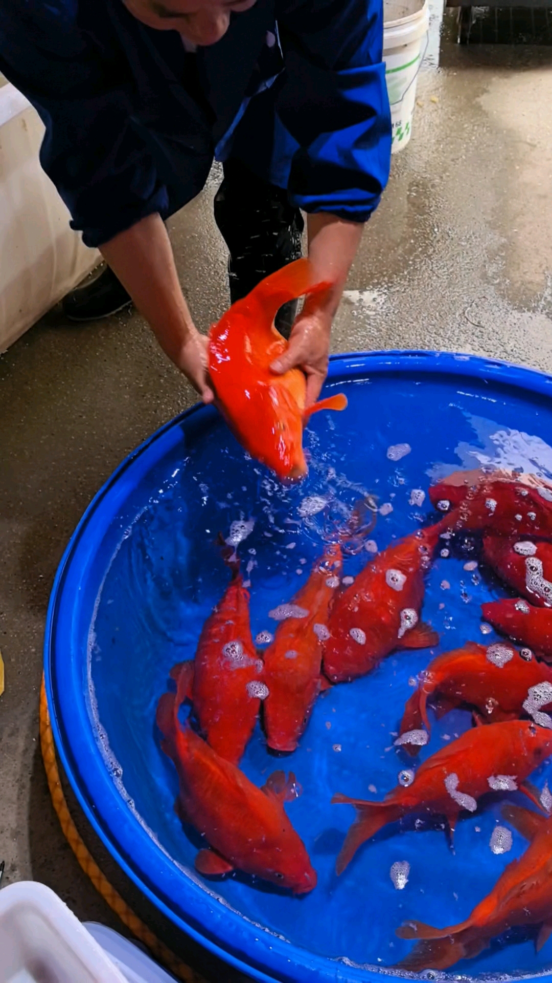 大家说的元宝鲤指的就是荷包红鲤鱼的体型像个元宝,所以也管它叫元宝鲤#荷包鲤# #元宝鲤#