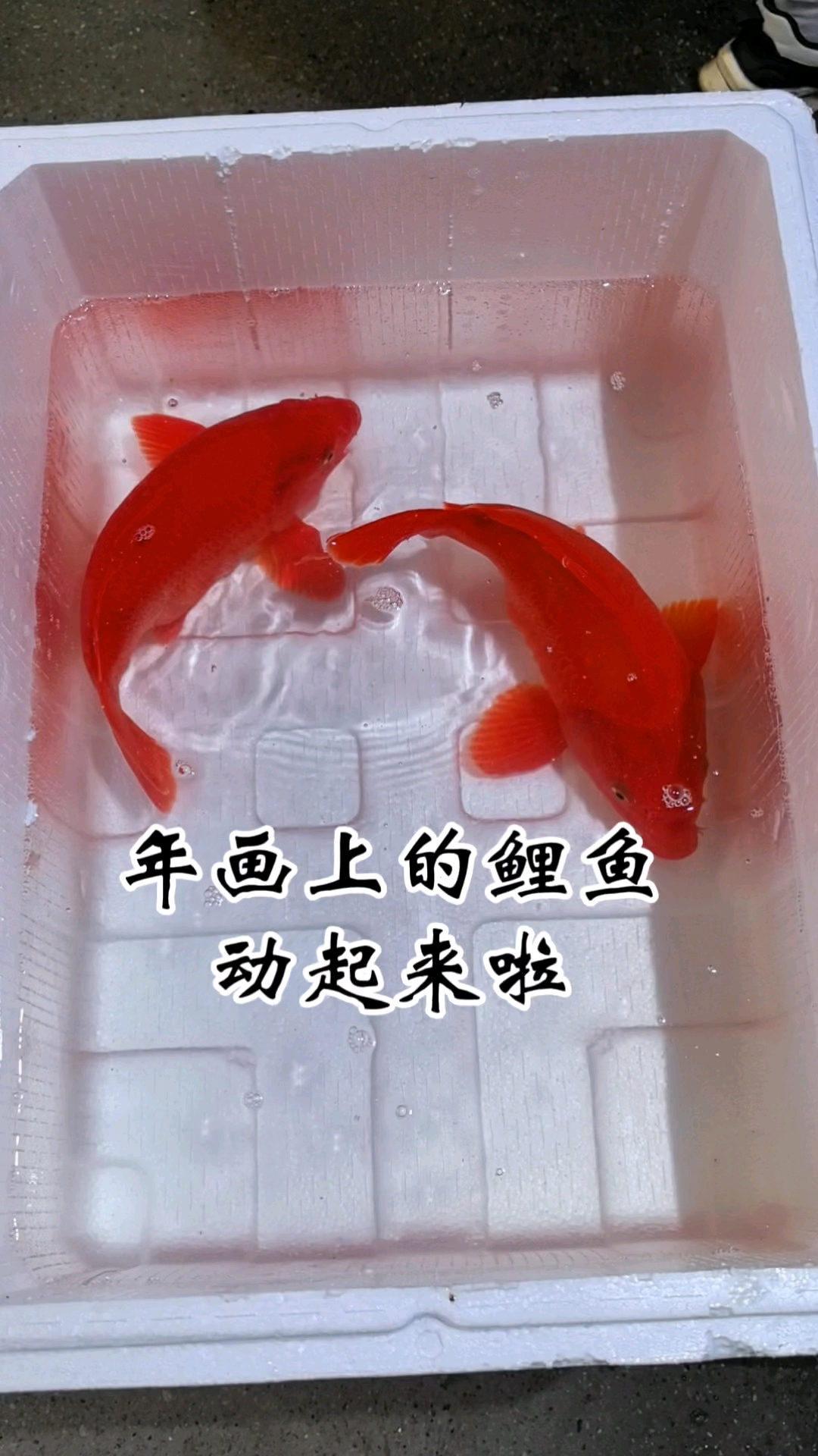 这是年画上的鲤鱼动起来了吗#荷包鲤##荷包锦鲤##婺源荷包红鲤鱼# #中国锦鲤#