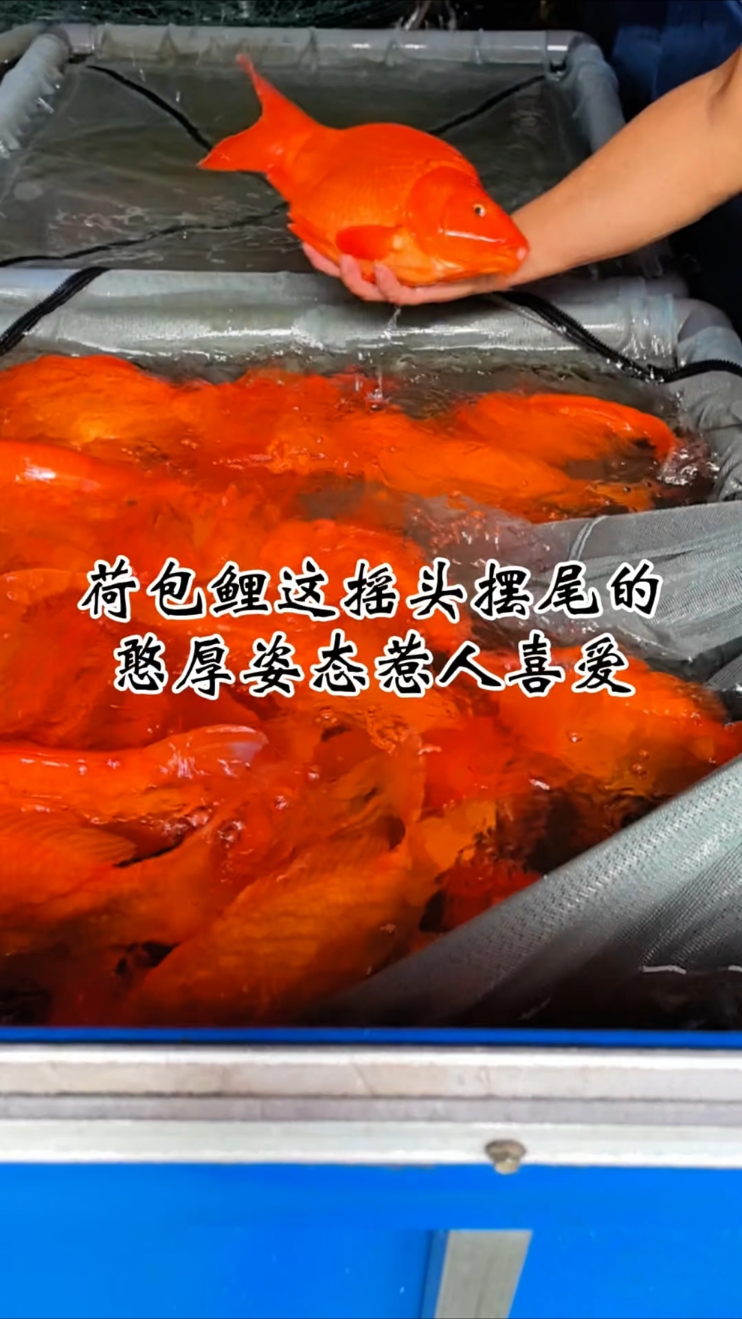 荷包鲤这摇头摆尾的憨厚姿态惹人喜爱#荷包鲤#婺源荷包红鲤鱼