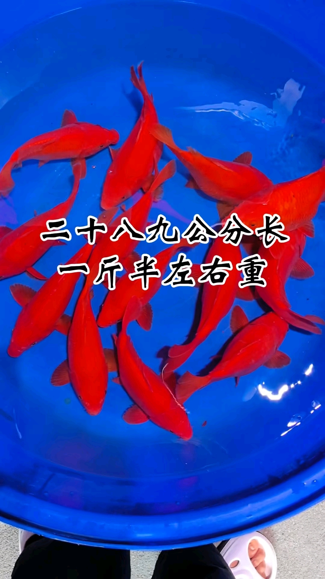 荷包鲤有喜欢的老板来包盒吗#婺源荷包红鲤鱼#江西荷包鲤#荷包