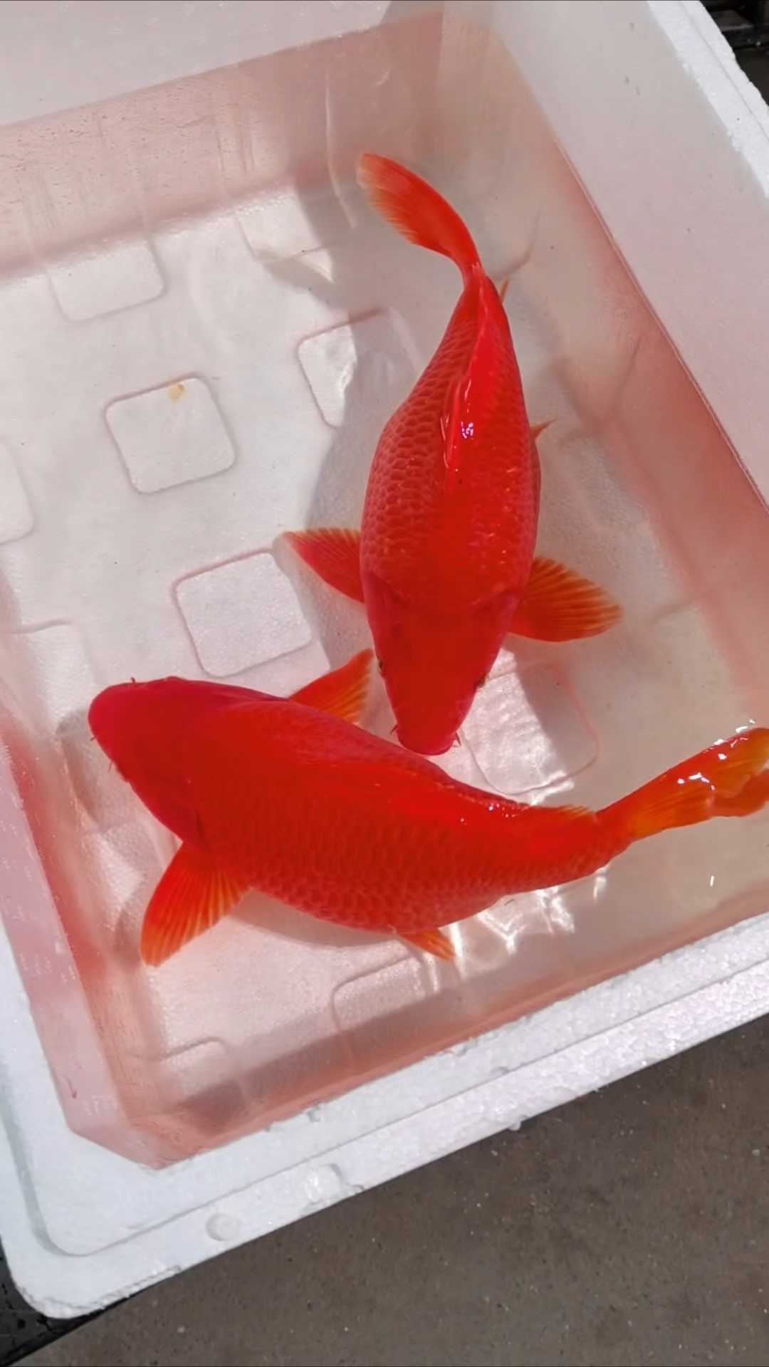 三斤半左右重,38cm左右长#荷包鲤#荷包#婺源荷包红鲤鱼#