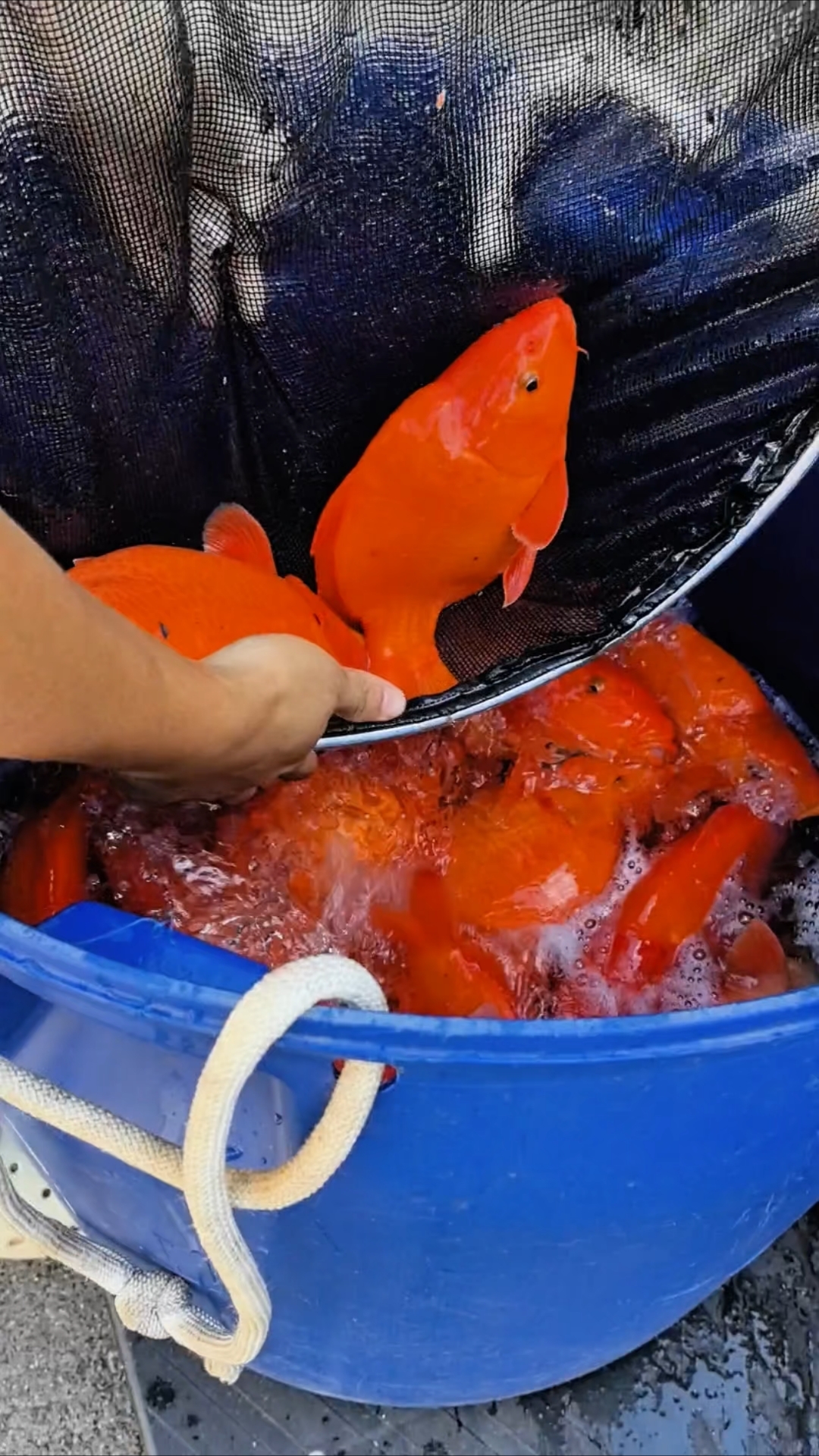 江西婺源特产荷包红鲤鱼#婺源荷包红鲤鱼#荷包鲤#江西荷包鲤