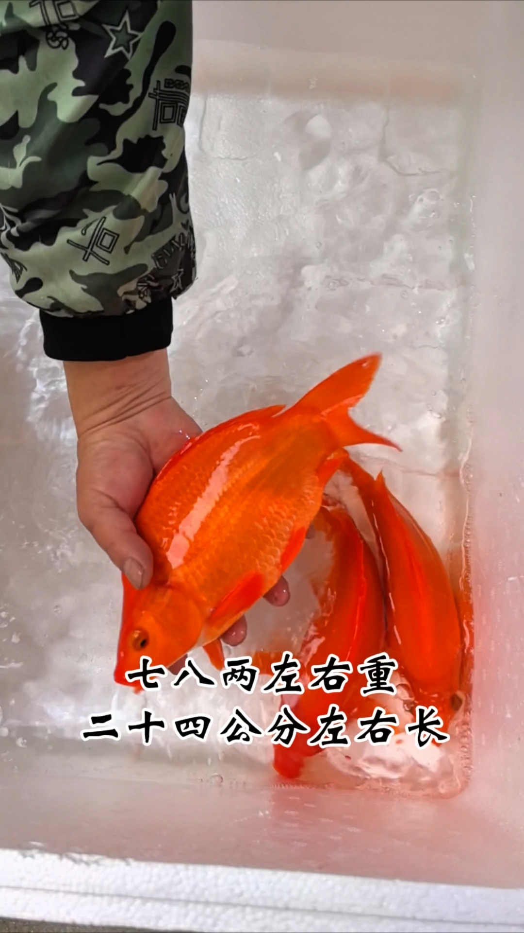 江西婺源特产荷包红鲤鱼,产地直发#婺源荷包红鲤鱼#江西荷包鲤