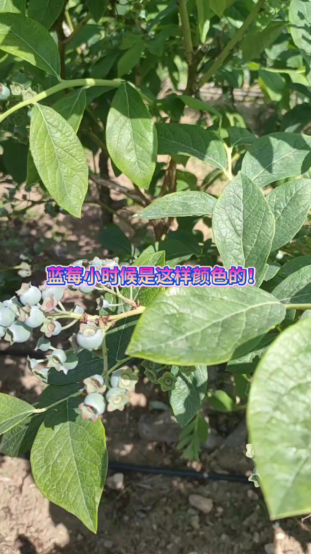 带你看看不同水果小时候长什么样子!#果实累累丰收在望#原生态
