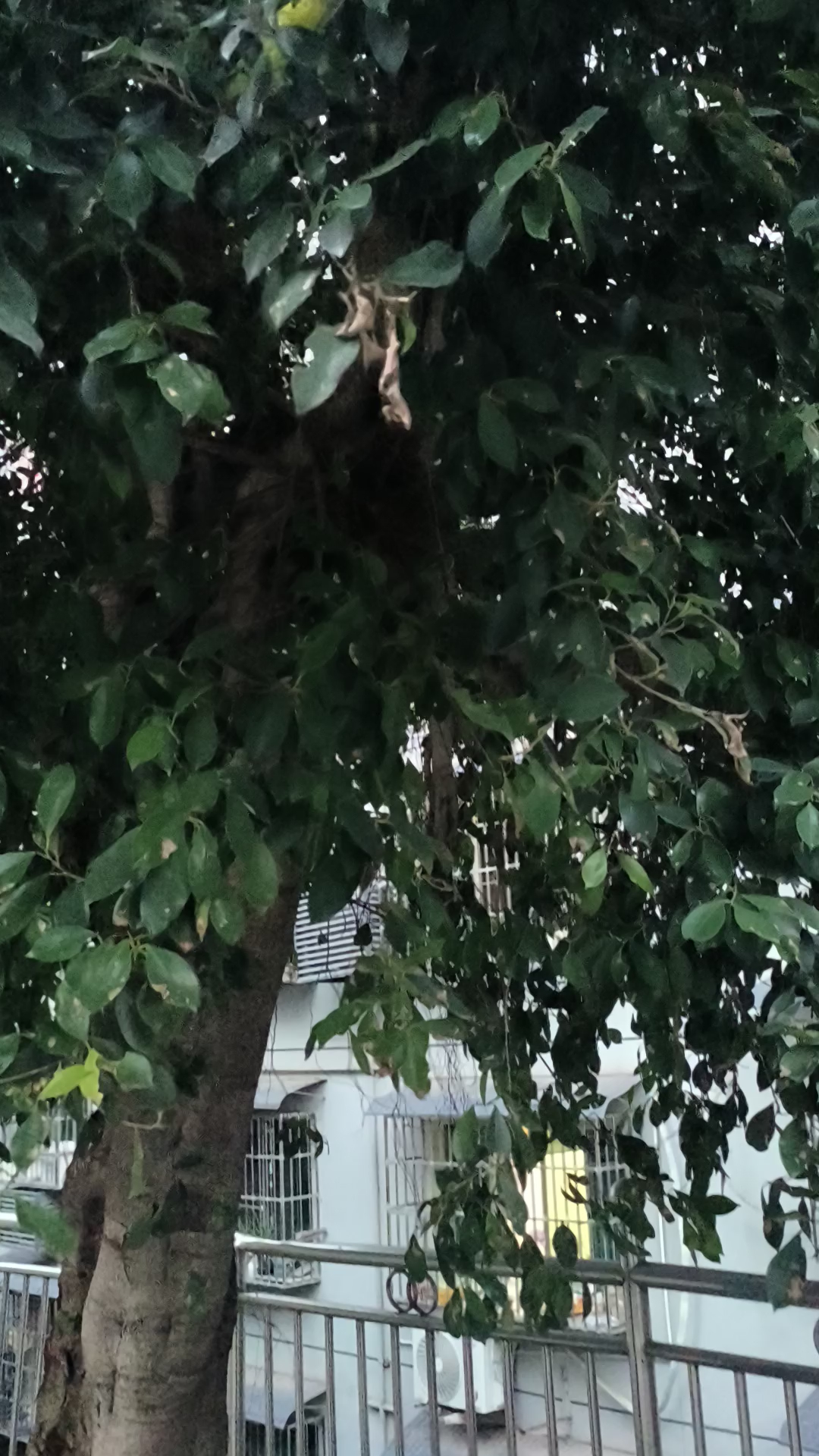 这是什么品种啊？