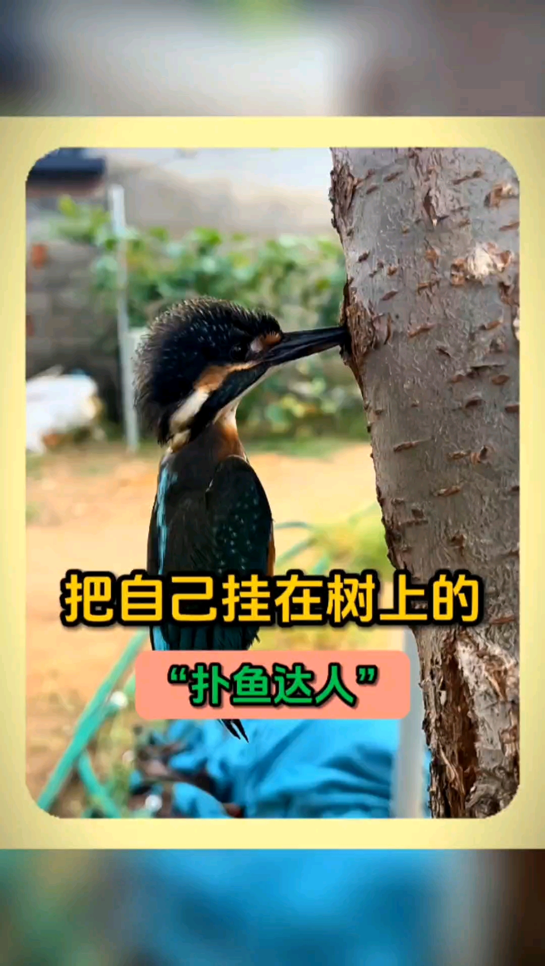 把自己挂在树上的“扑鱼达人”