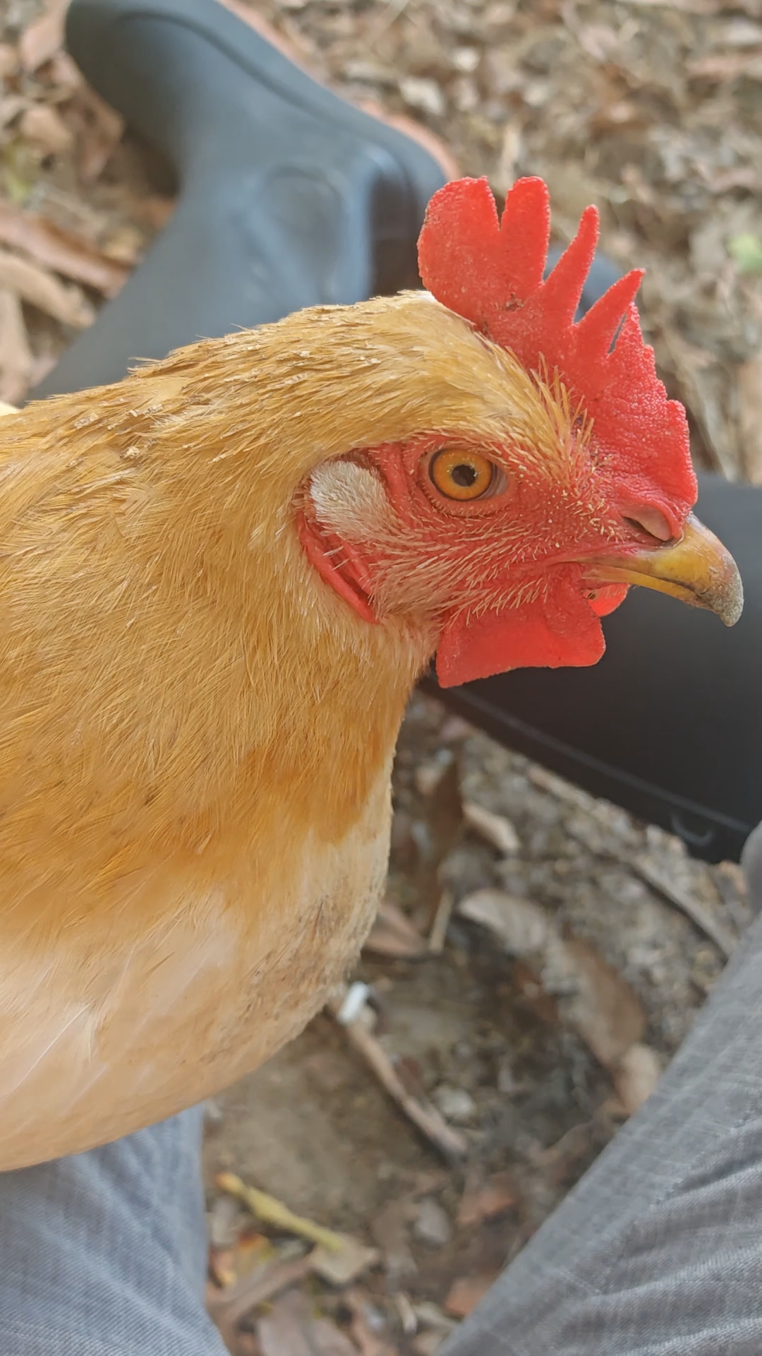 叫母鸡唱歌给我听