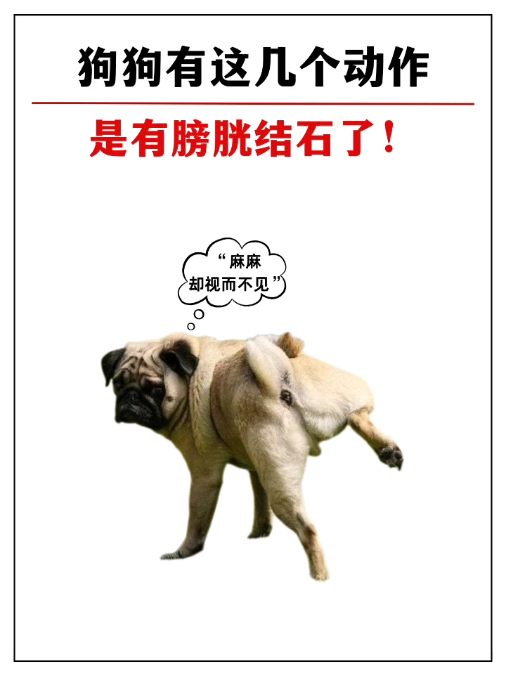 狗狗这几种表现是有膀胱结石了...