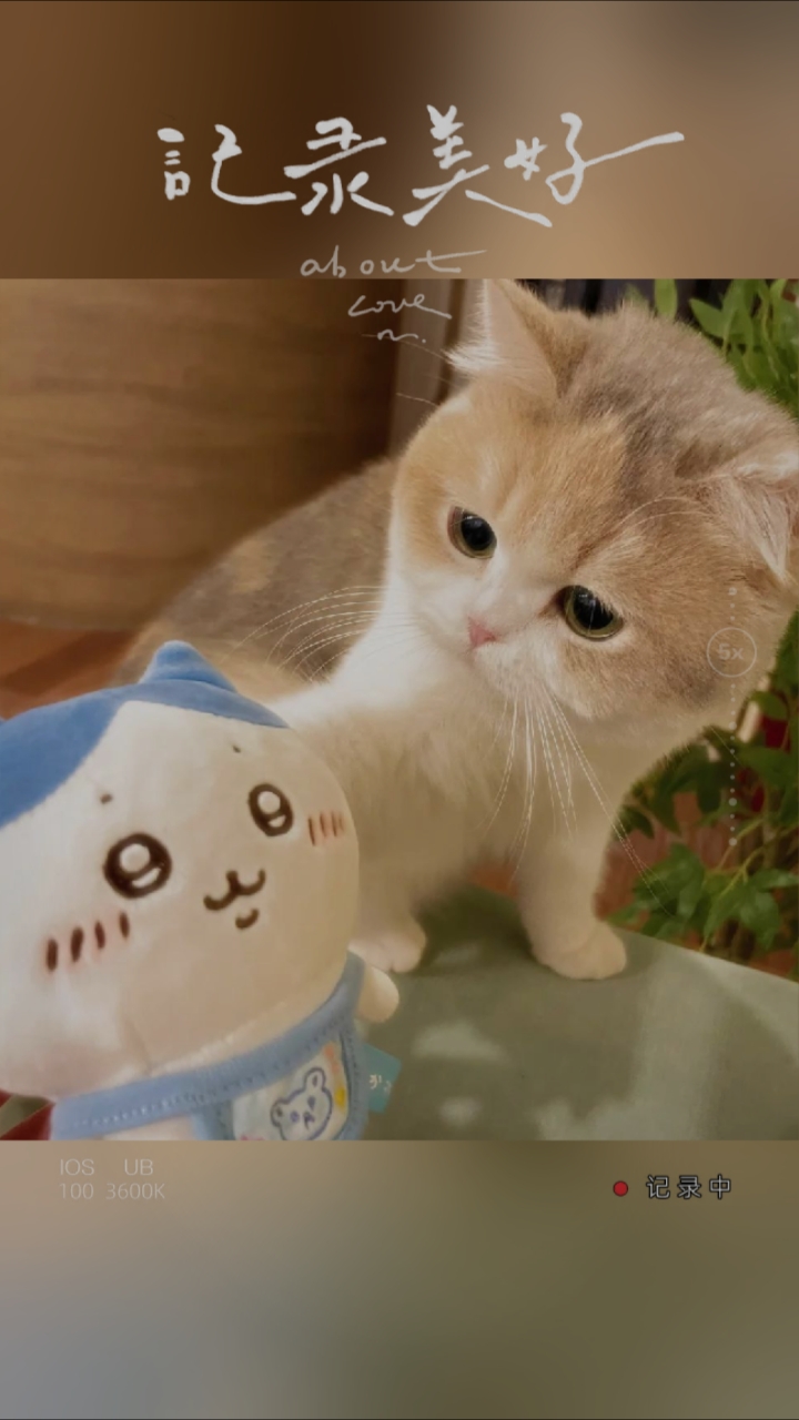 自家猫咪头像,喜欢的用吧(v)
