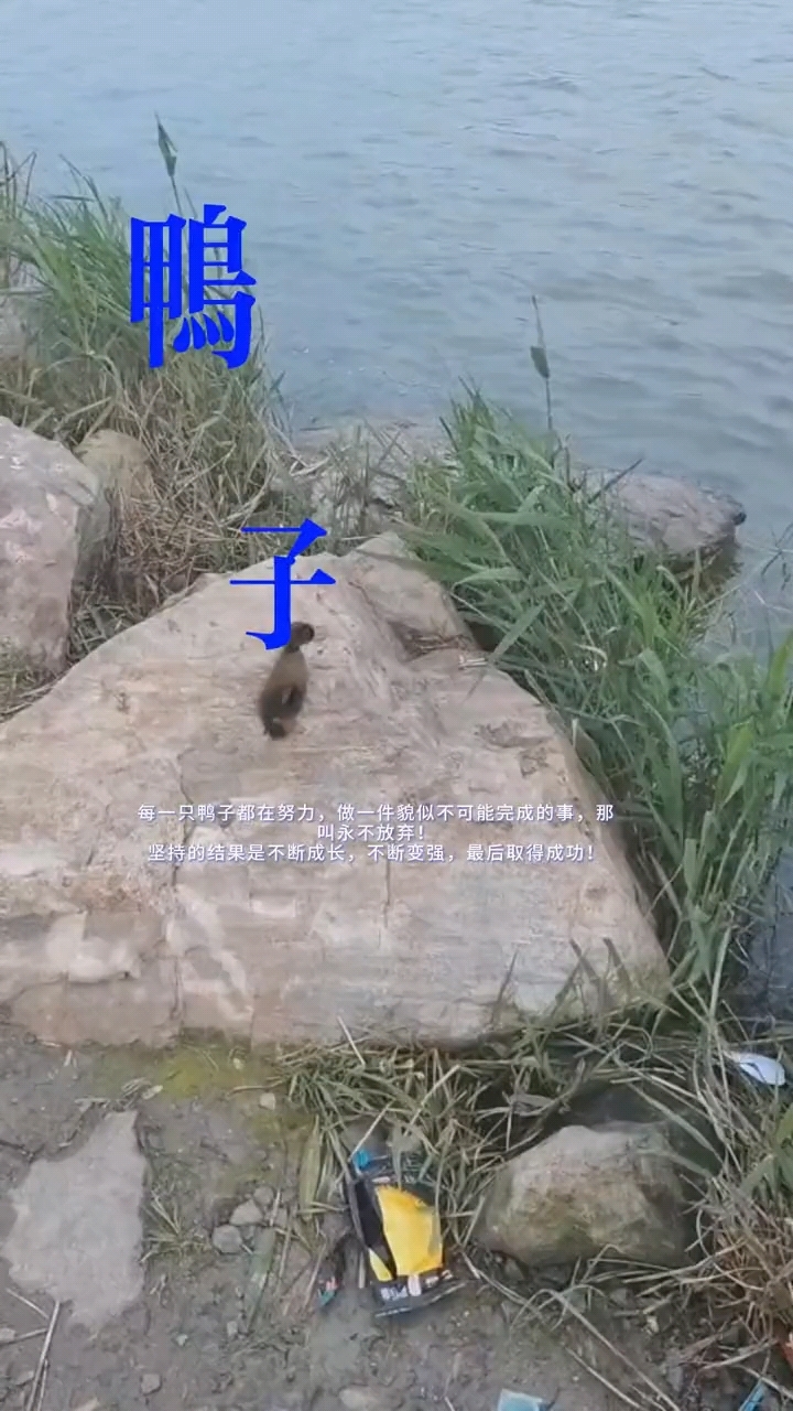 努力奔跑的鸭子!!!