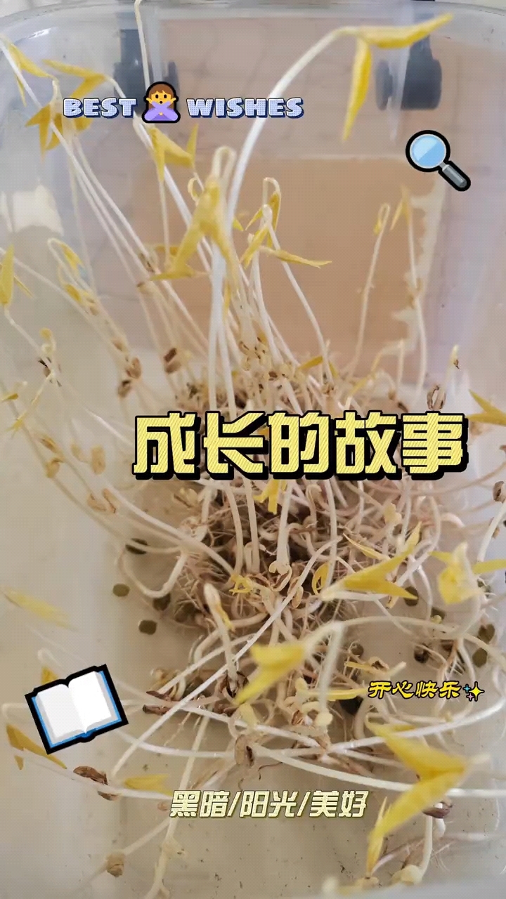 绿豆成长记观察日记