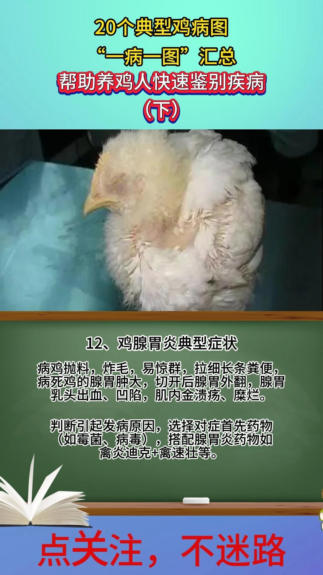 鸡病各种症状图片及治疗方法，成都兴旺动物药业禽医媛媛老师