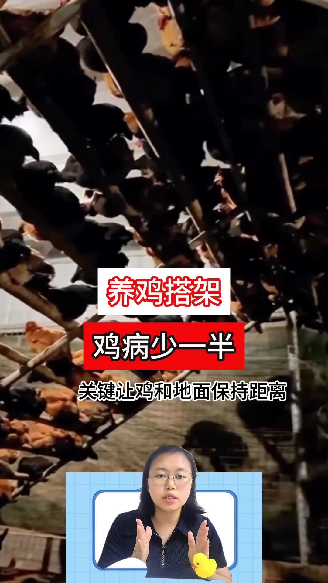 鸡舍搭木架,养鸡想减少疾病,关键在于让鸡和地面 “保持距离”